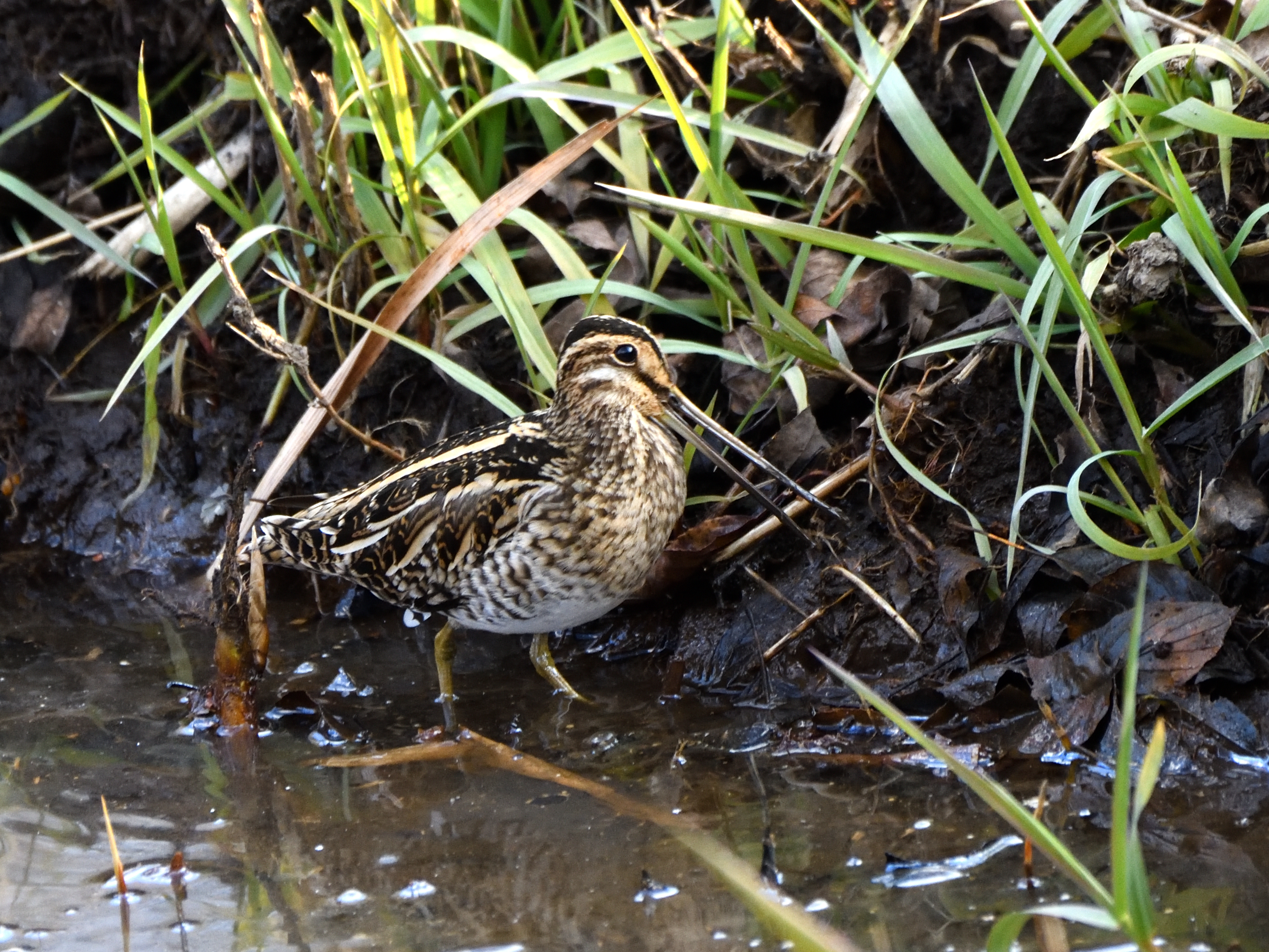 f:id:Hatabou:20210123173958j:plain