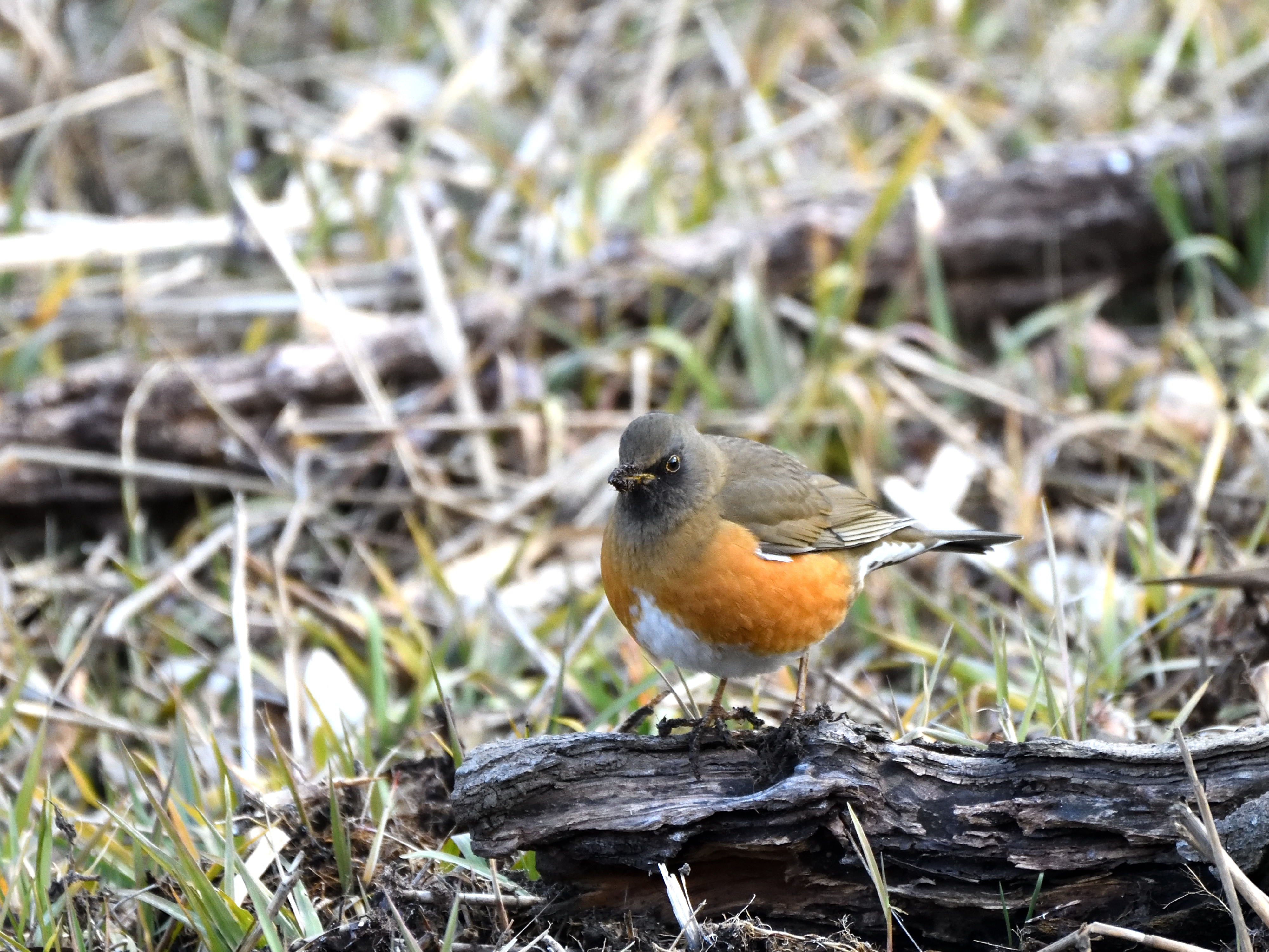 f:id:Hatabou:20210123174043j:plain