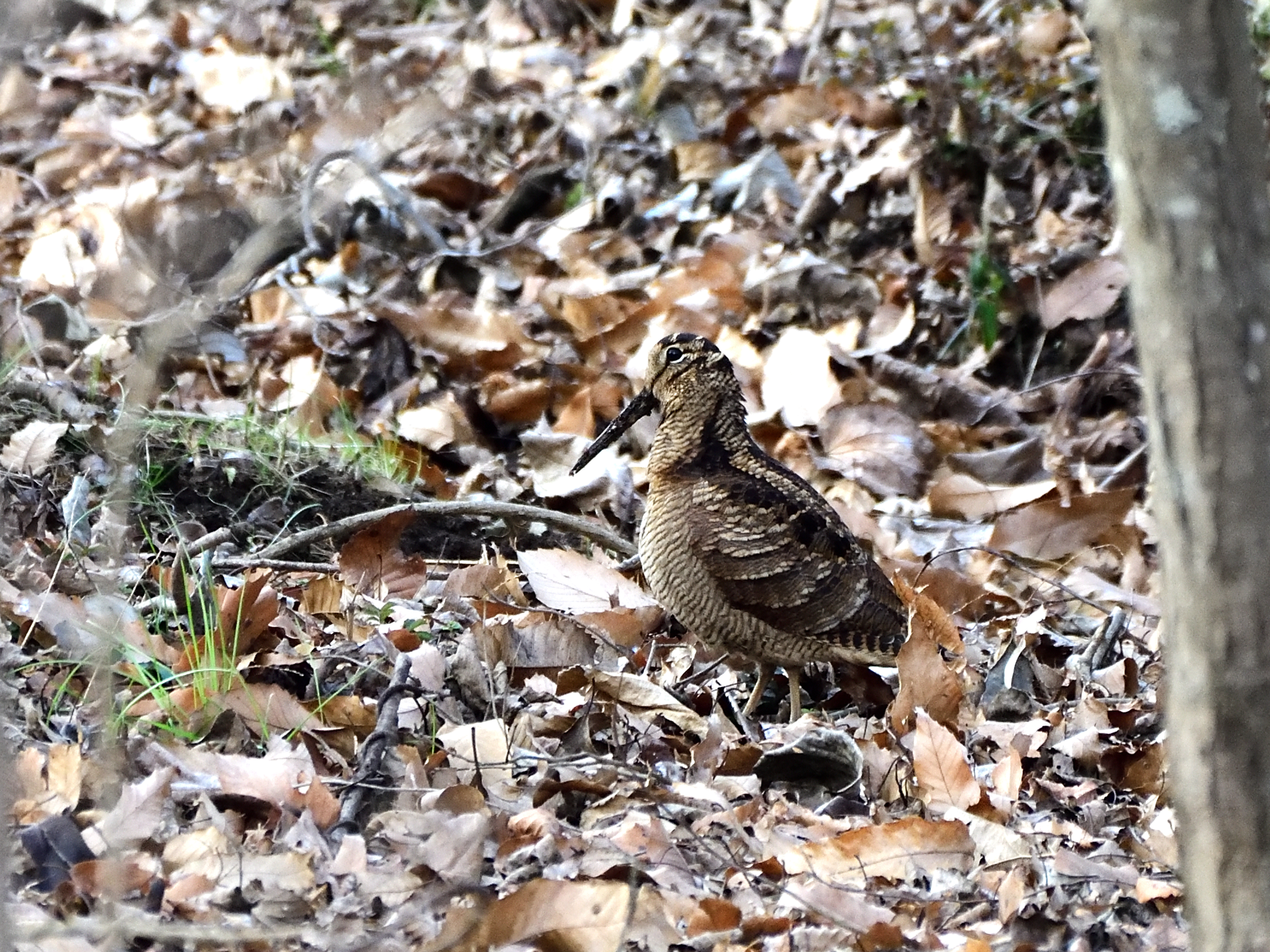 f:id:Hatabou:20210123174120j:plain