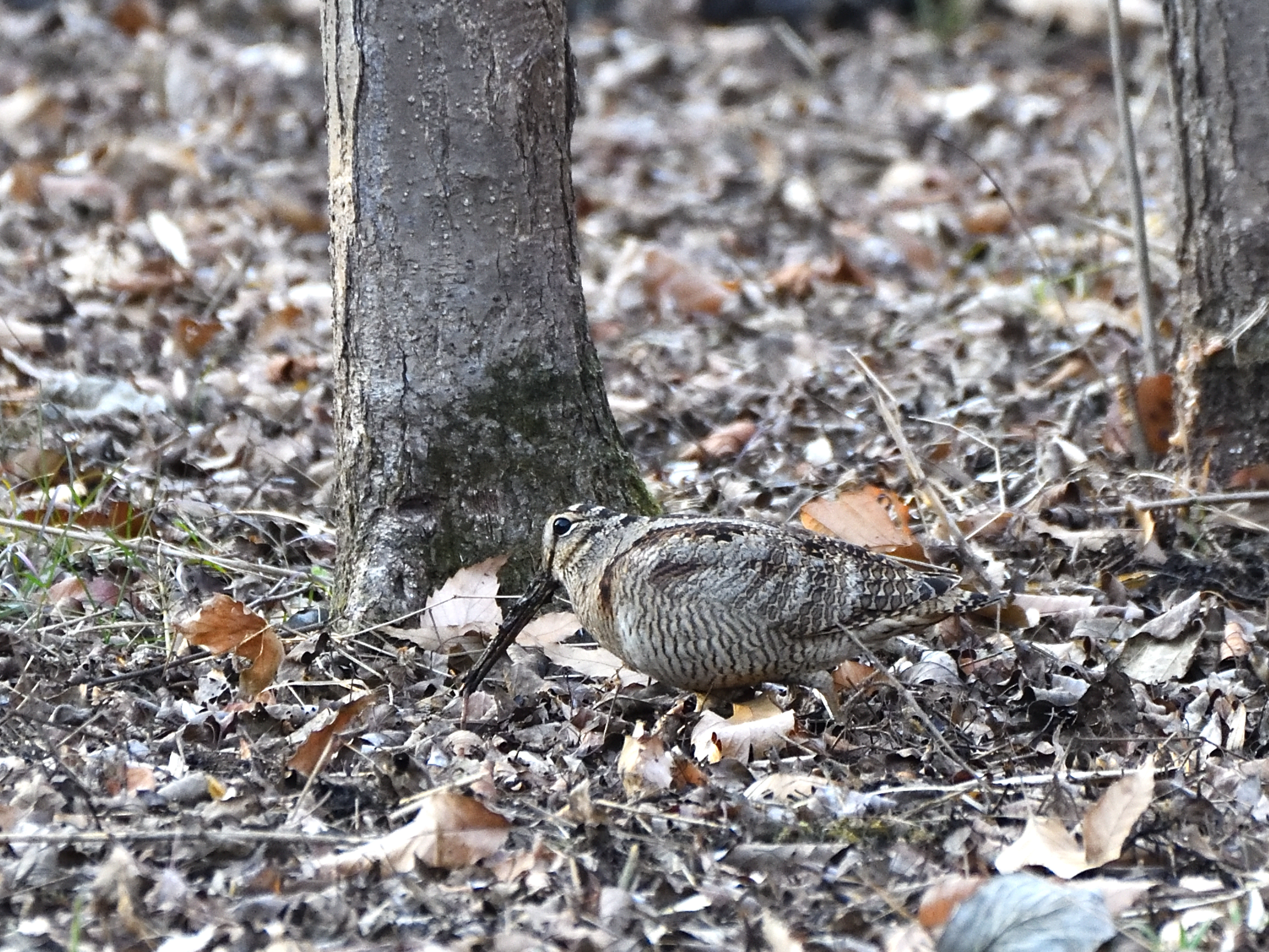 f:id:Hatabou:20210123174259j:plain