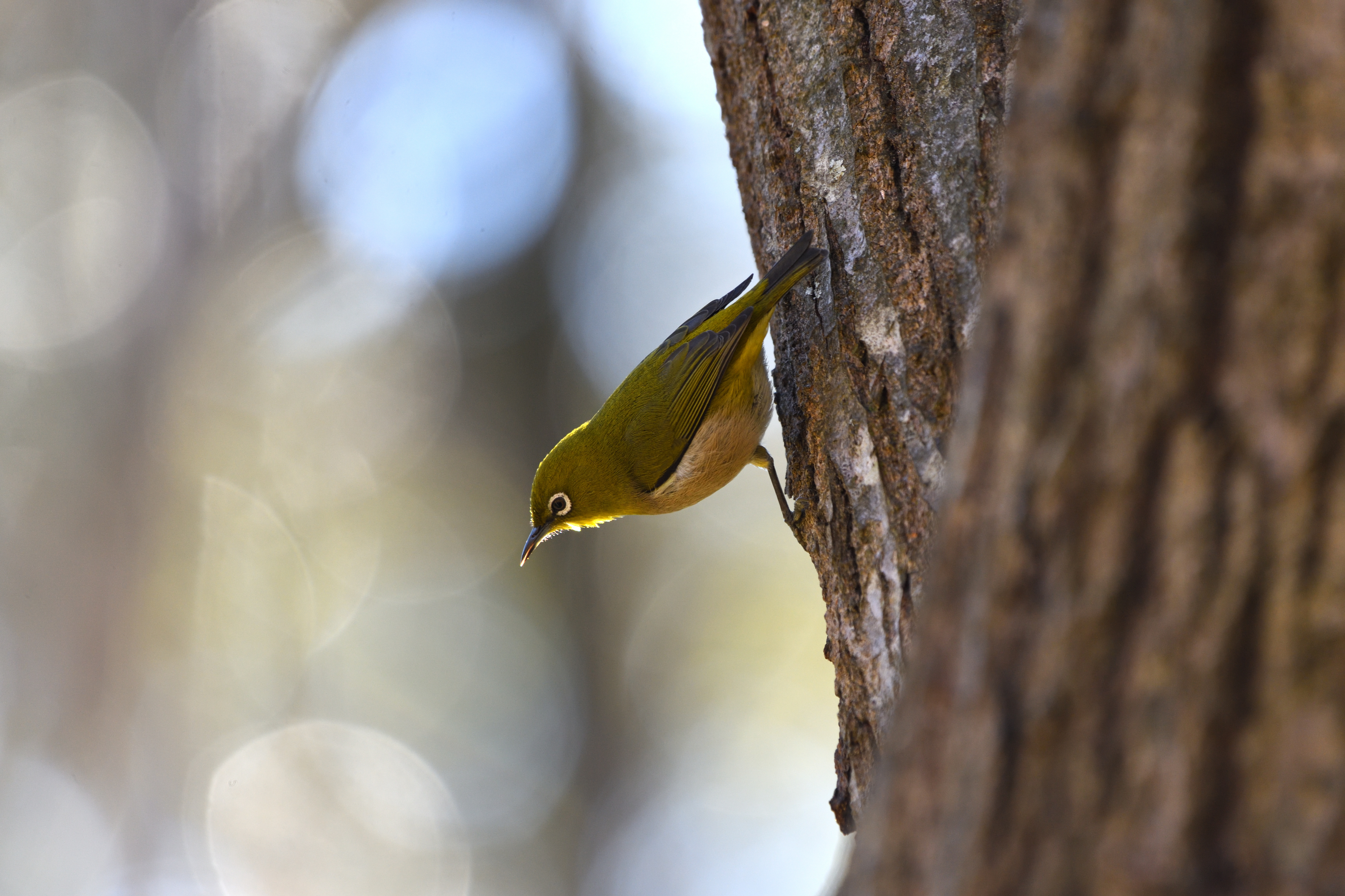 f:id:Hatabou:20210123174410j:plain