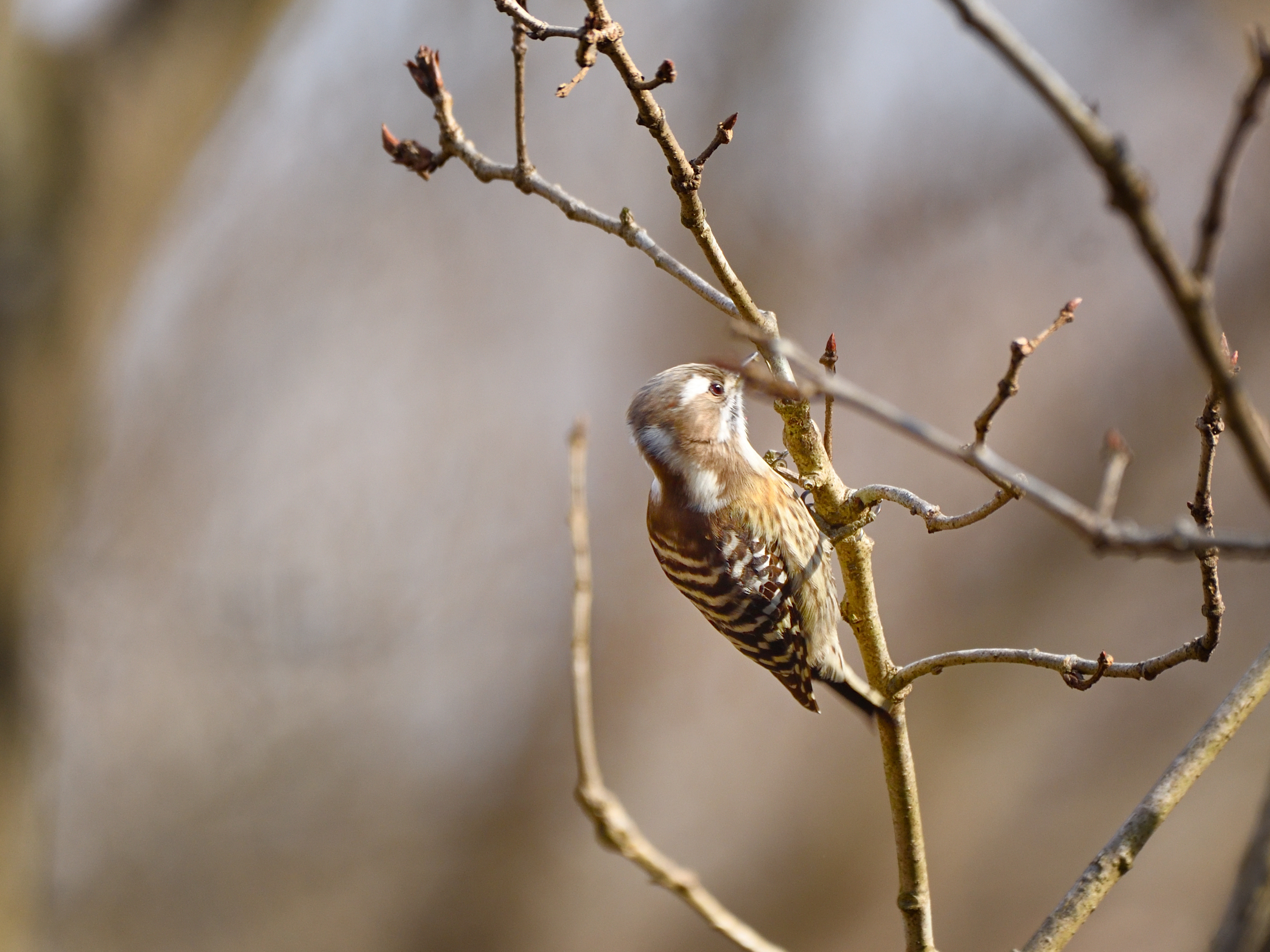 f:id:Hatabou:20210227161155j:plain