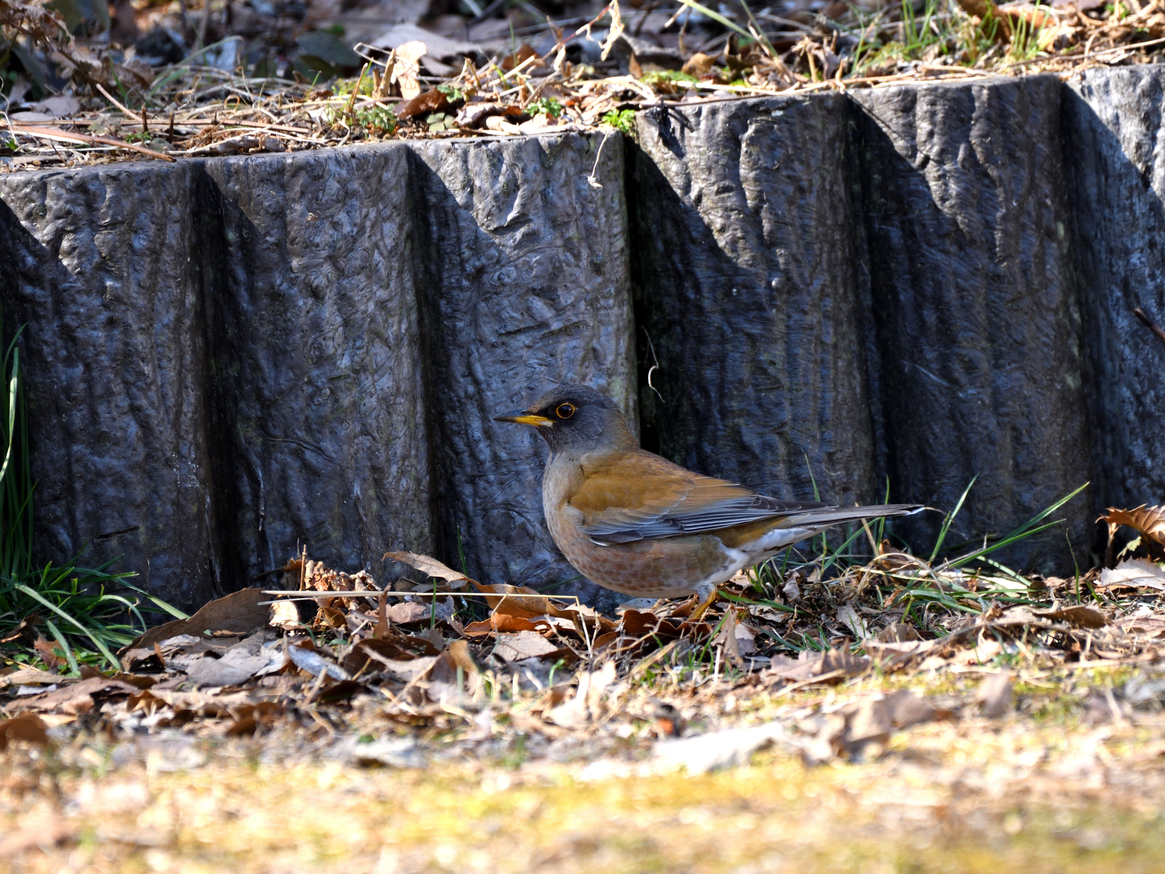 f:id:Hatabou:20210227161302j:plain