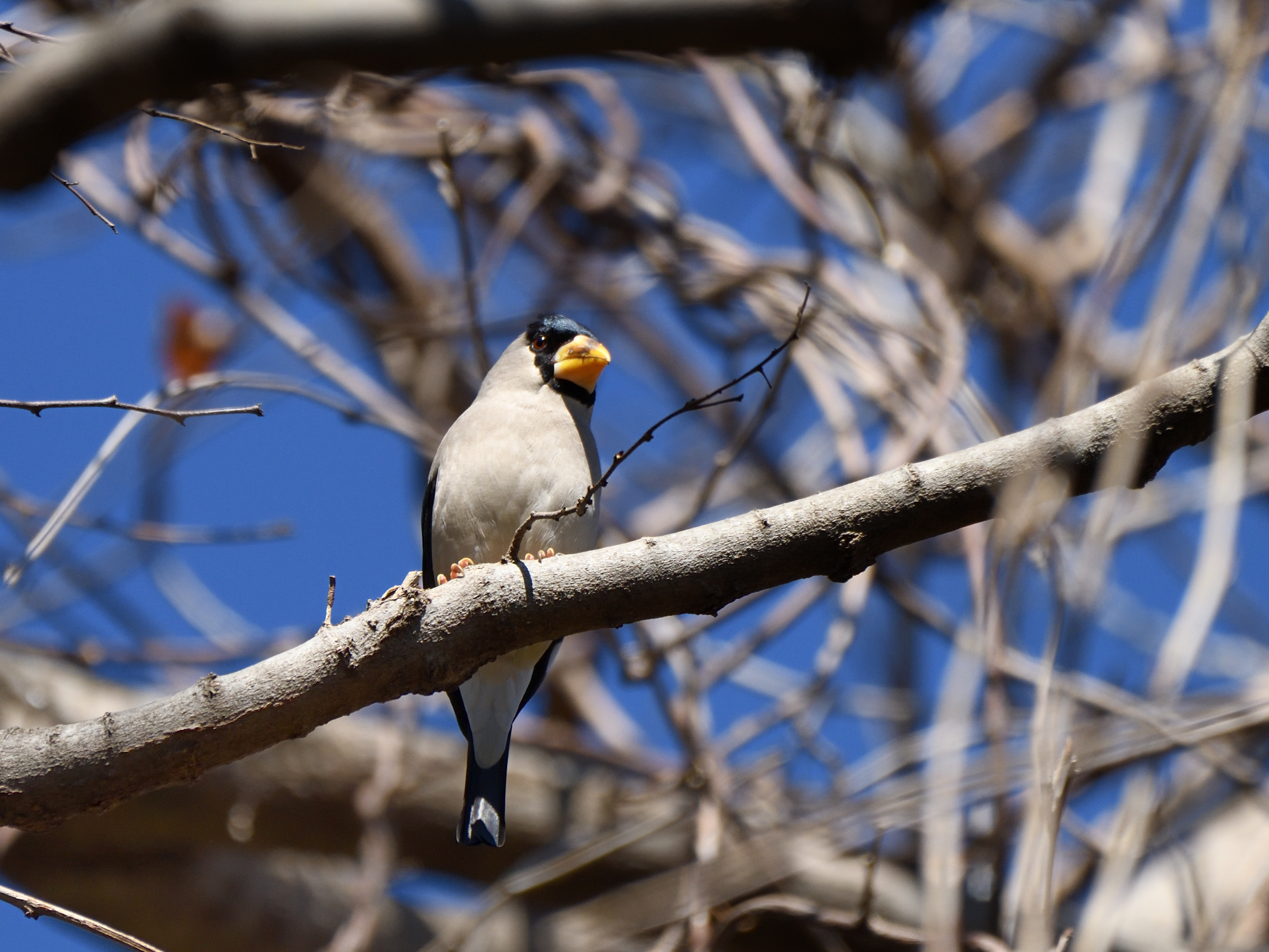 f:id:Hatabou:20210227161331j:plain