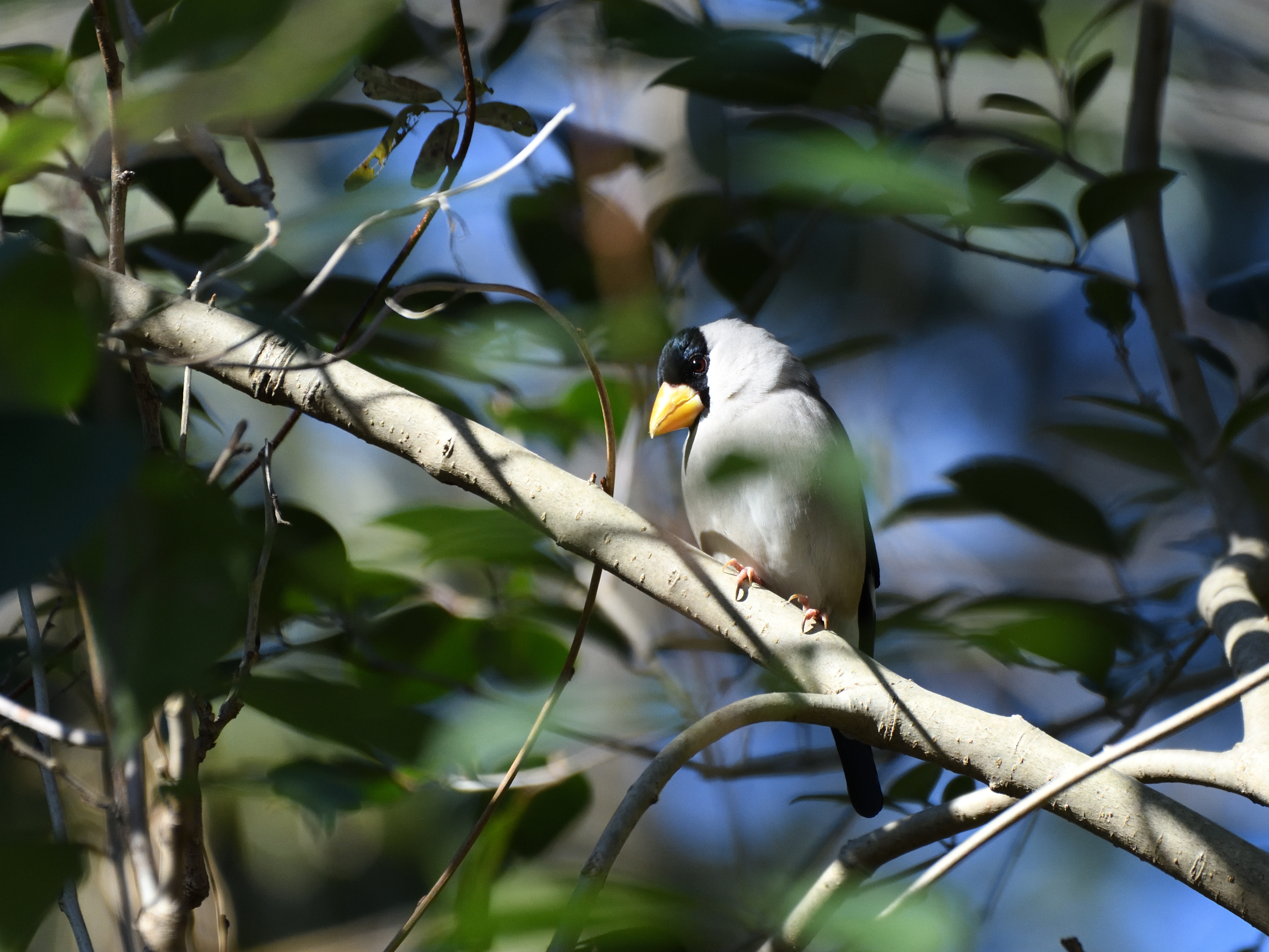 f:id:Hatabou:20210227161401j:plain