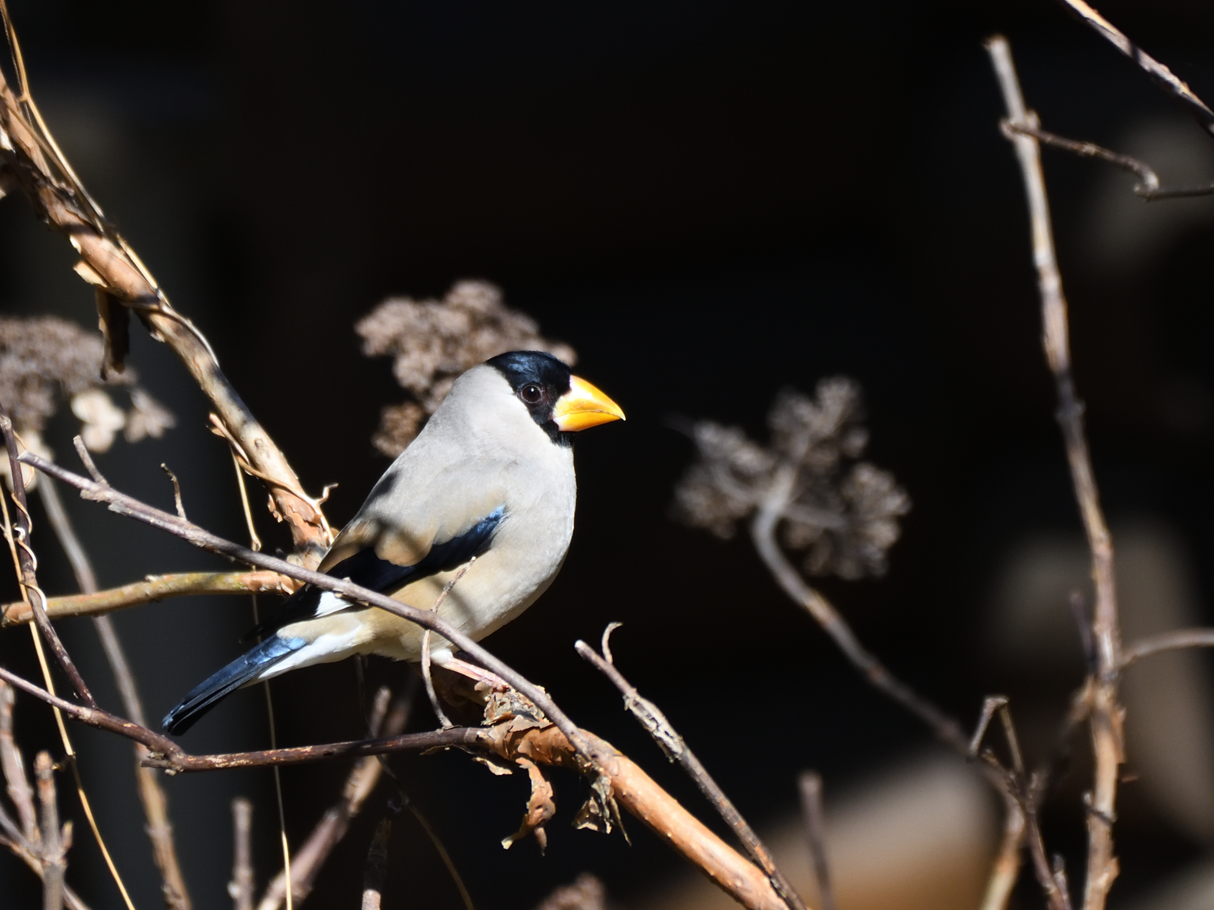 f:id:Hatabou:20210227161430j:plain