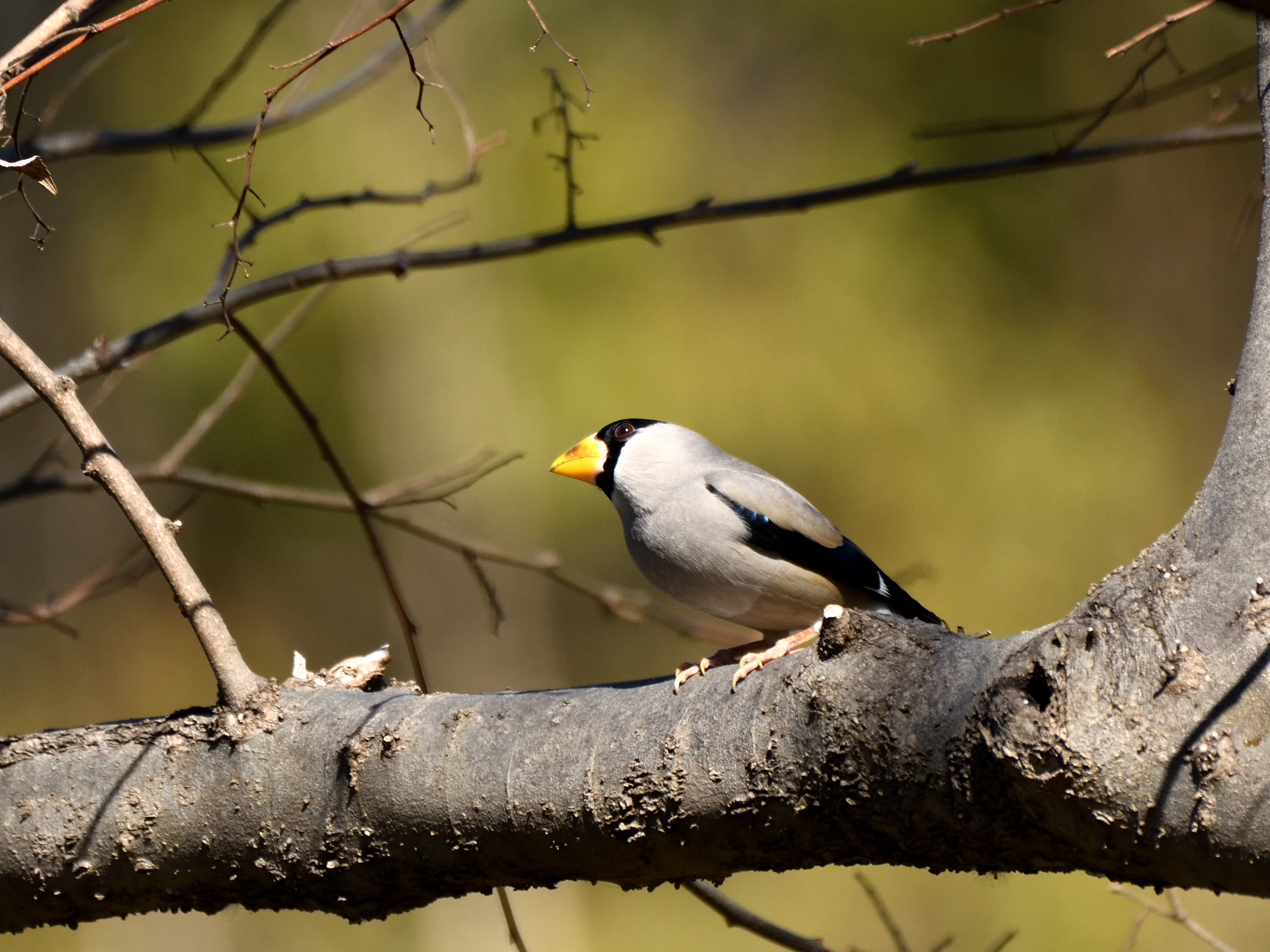 f:id:Hatabou:20210227161502j:plain