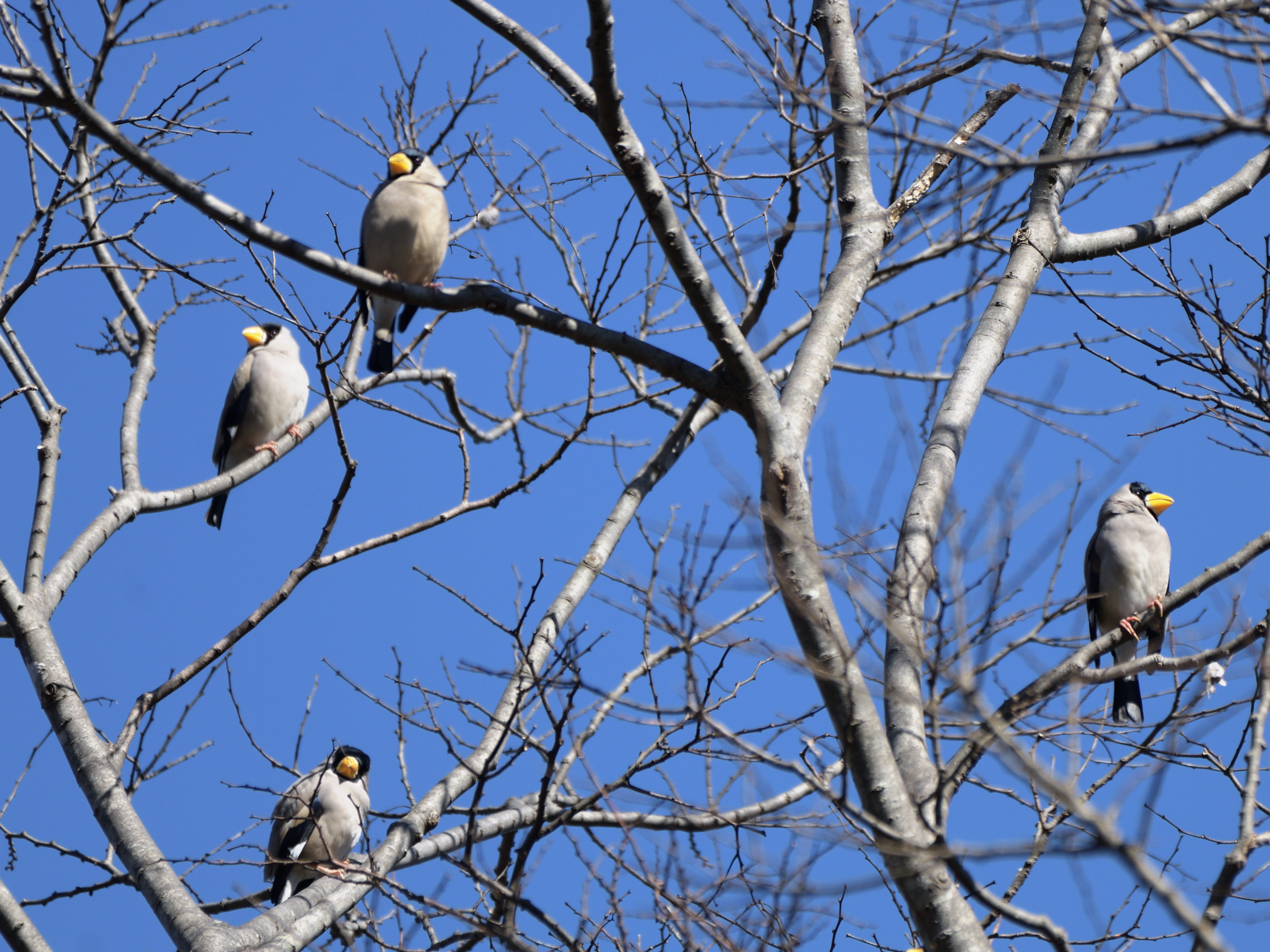 f:id:Hatabou:20210227161531j:plain