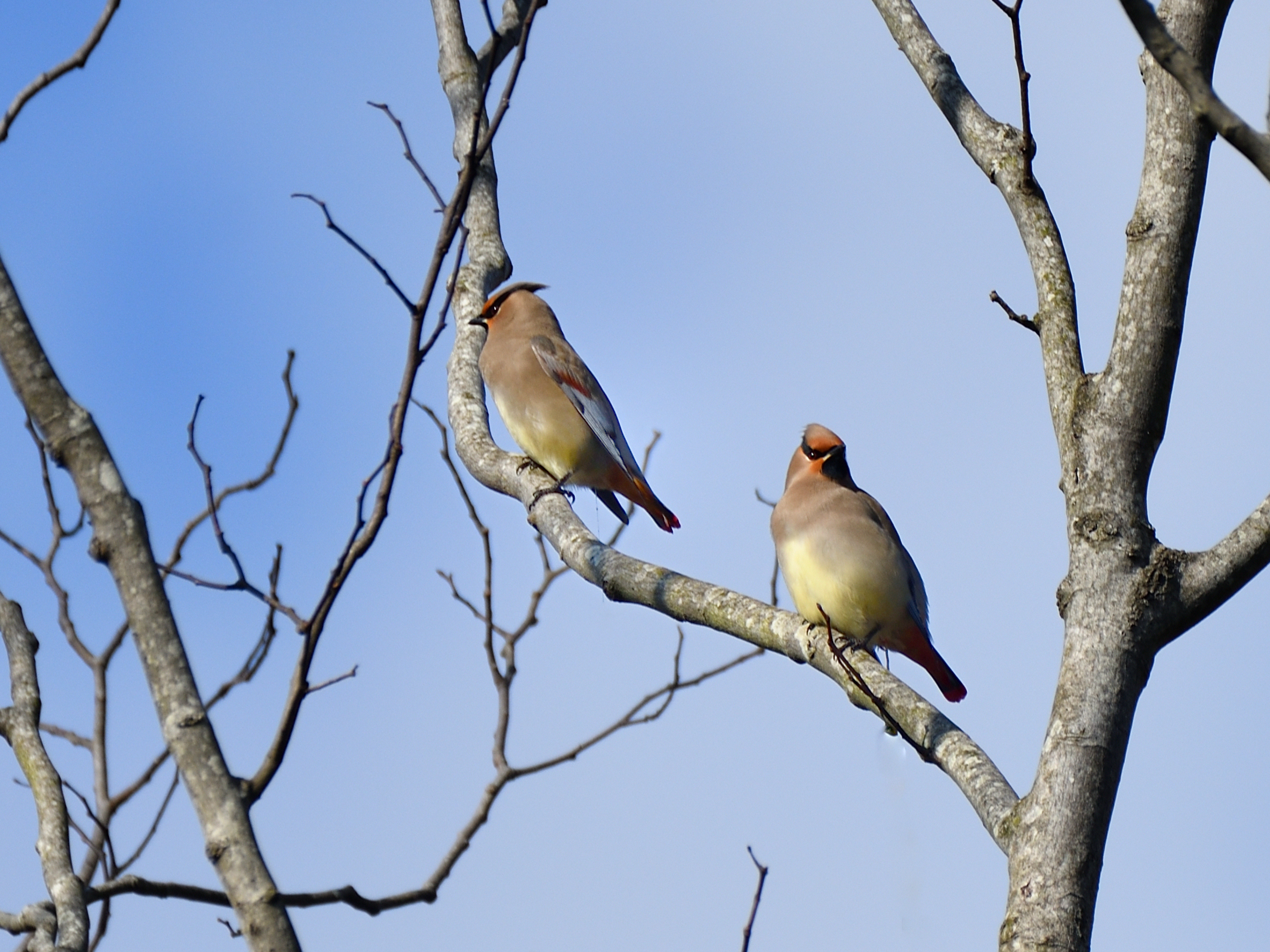 f:id:Hatabou:20210227161609j:plain