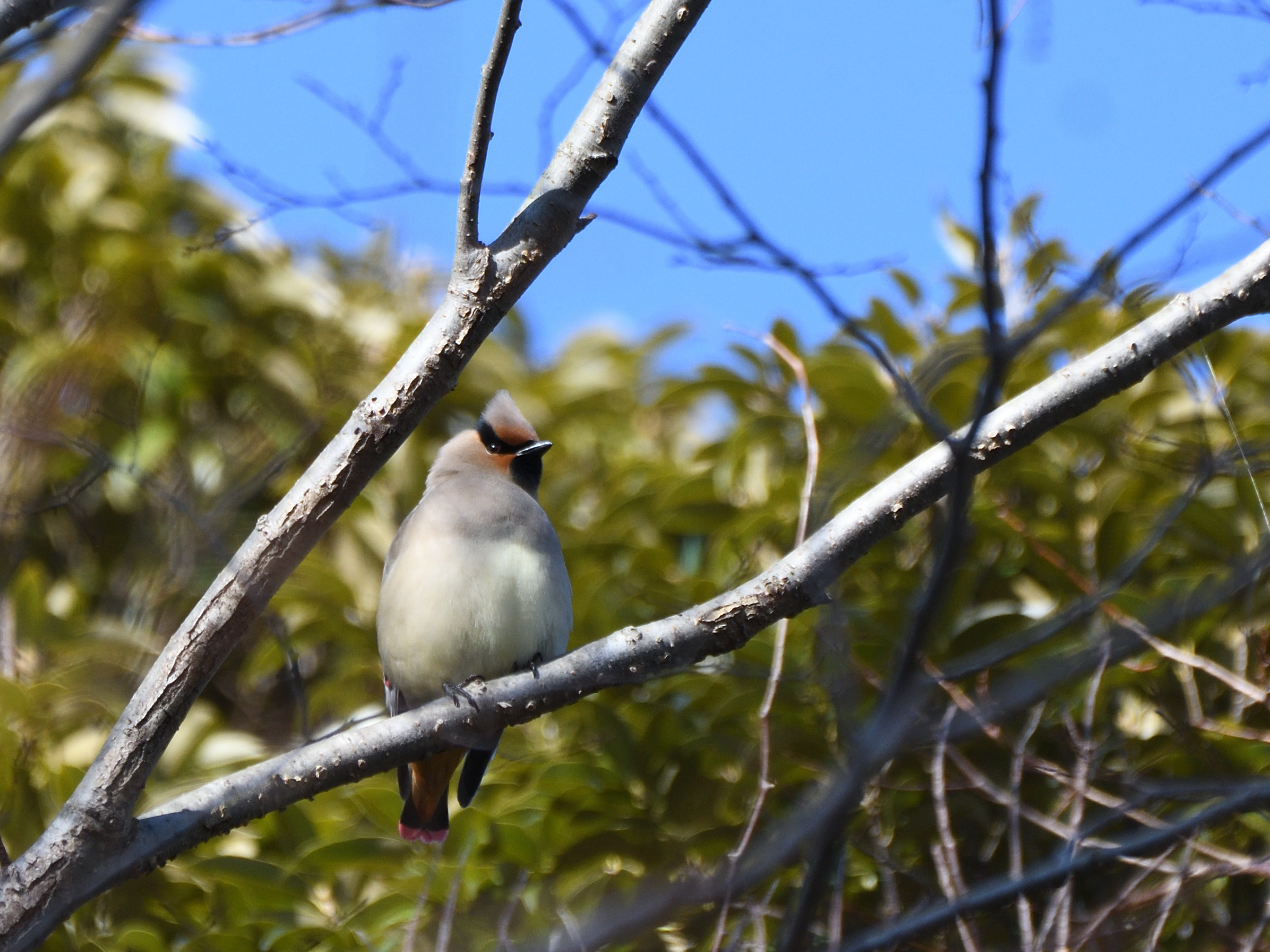 f:id:Hatabou:20210227161640j:plain