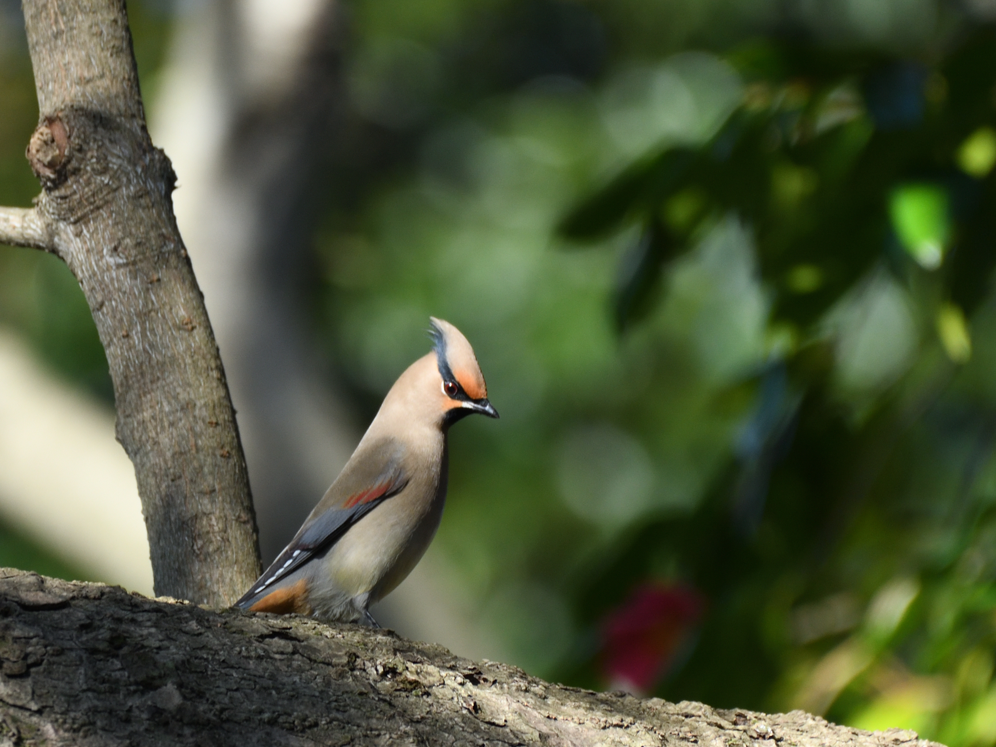 f:id:Hatabou:20210227161739j:plain