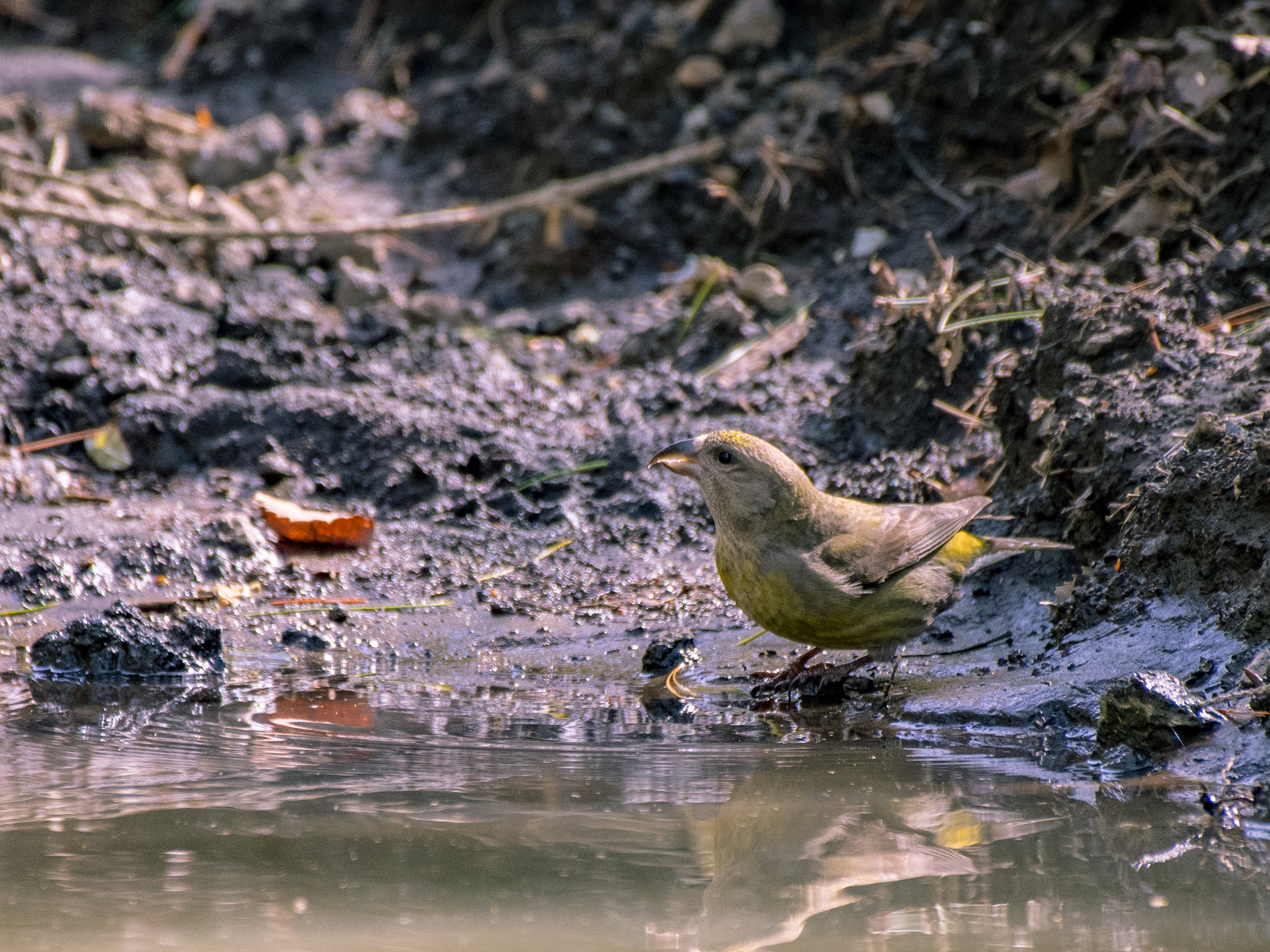 f:id:Hatabou:20210506215058j:plain