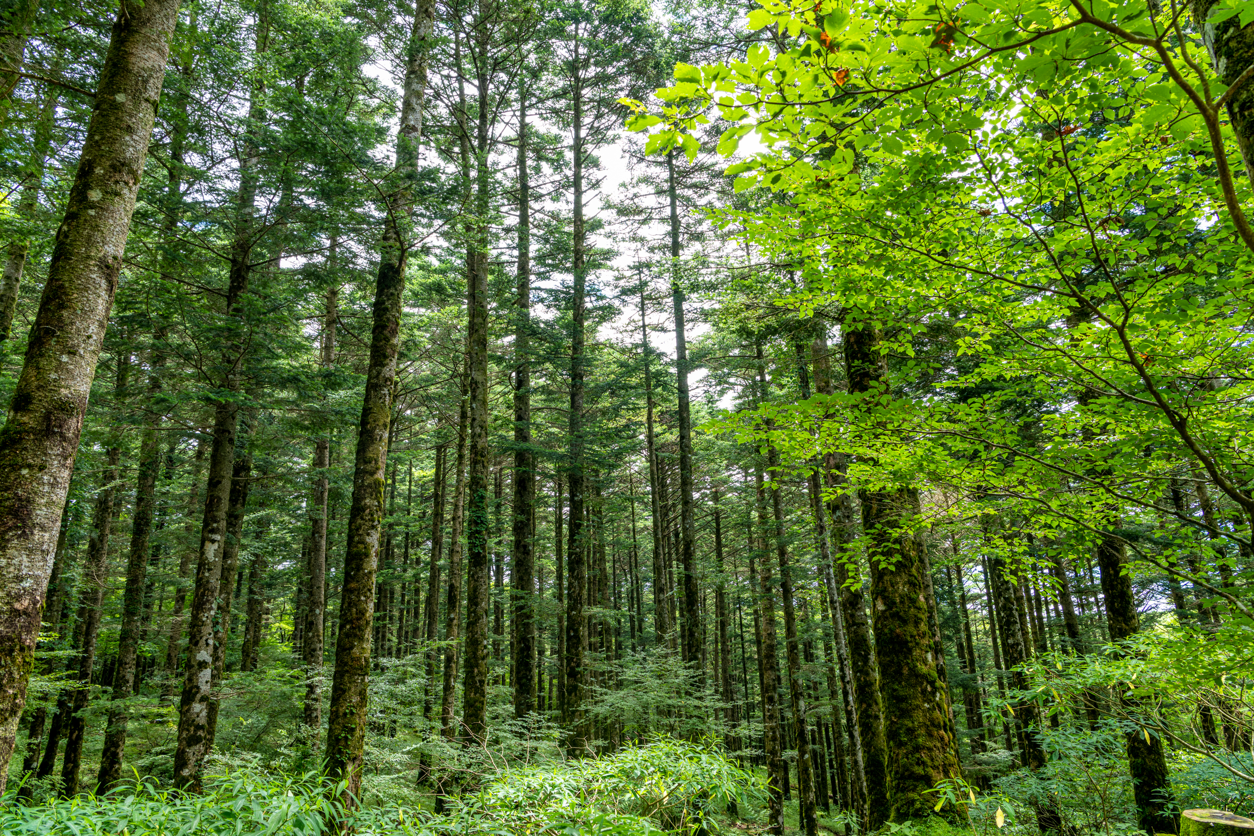 f:id:Hatabou:20210912113224j:plain