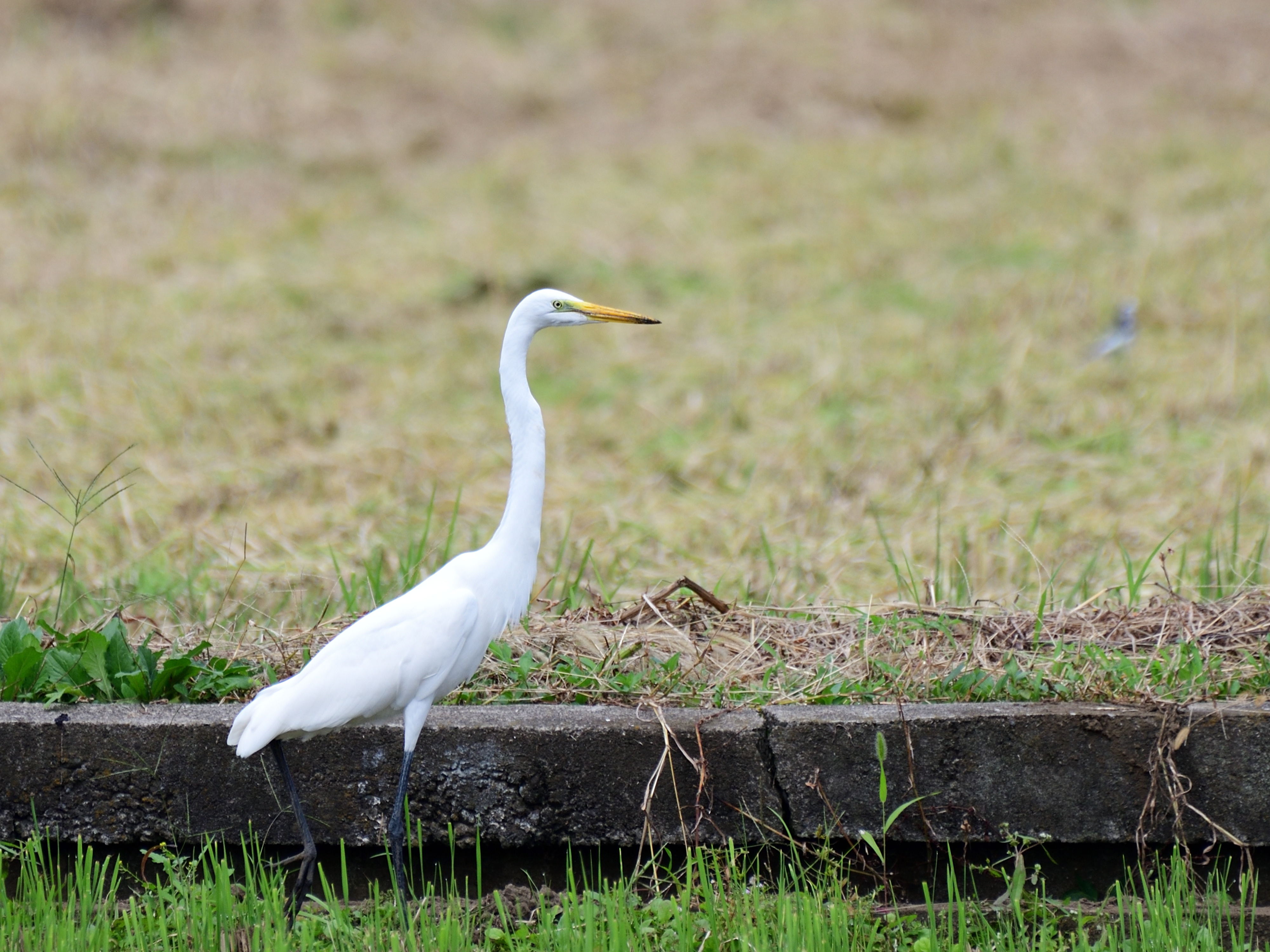 f:id:Hatabou:20211021205915j:plain