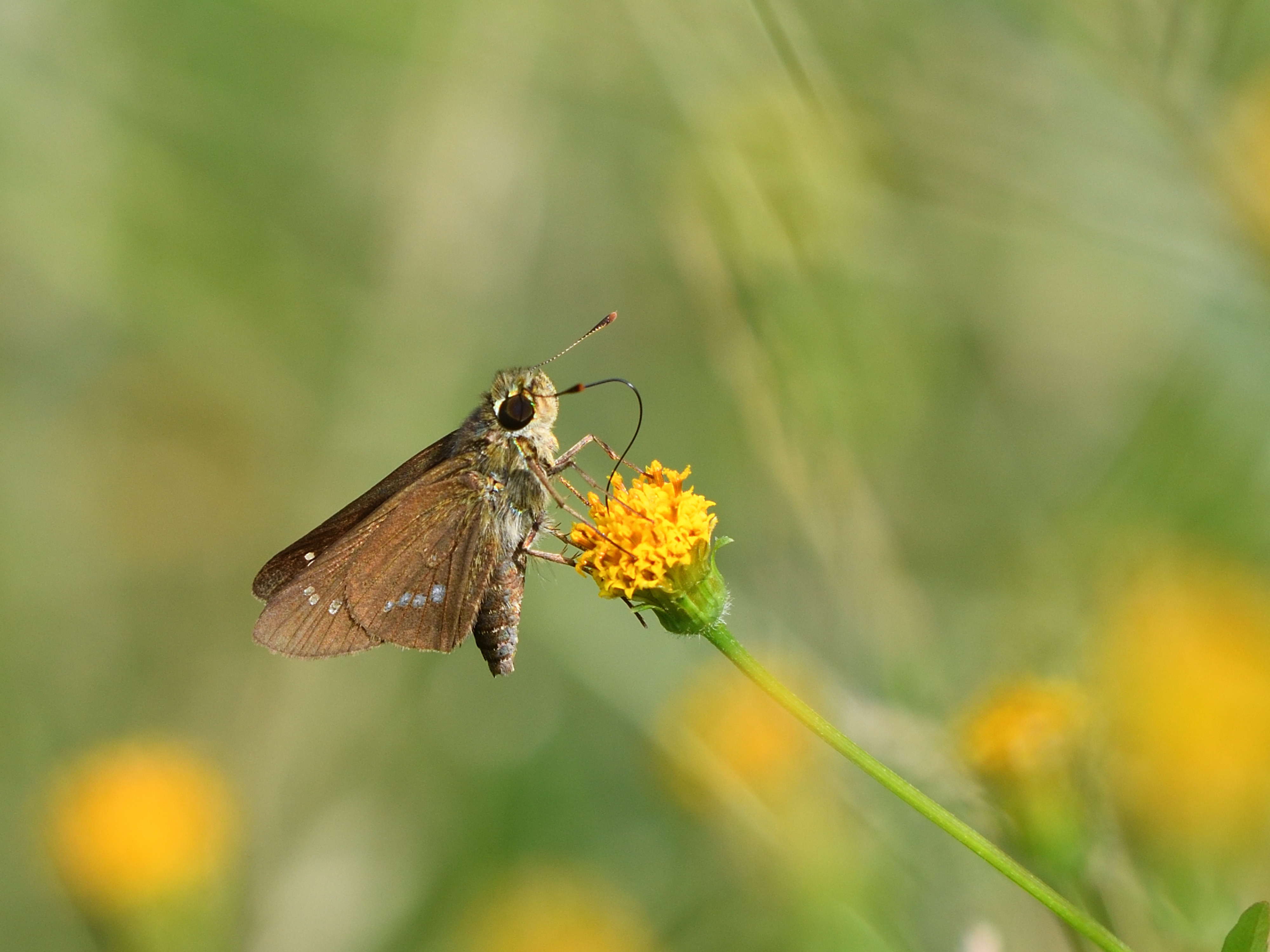 f:id:Hatabou:20211021210533j:plain