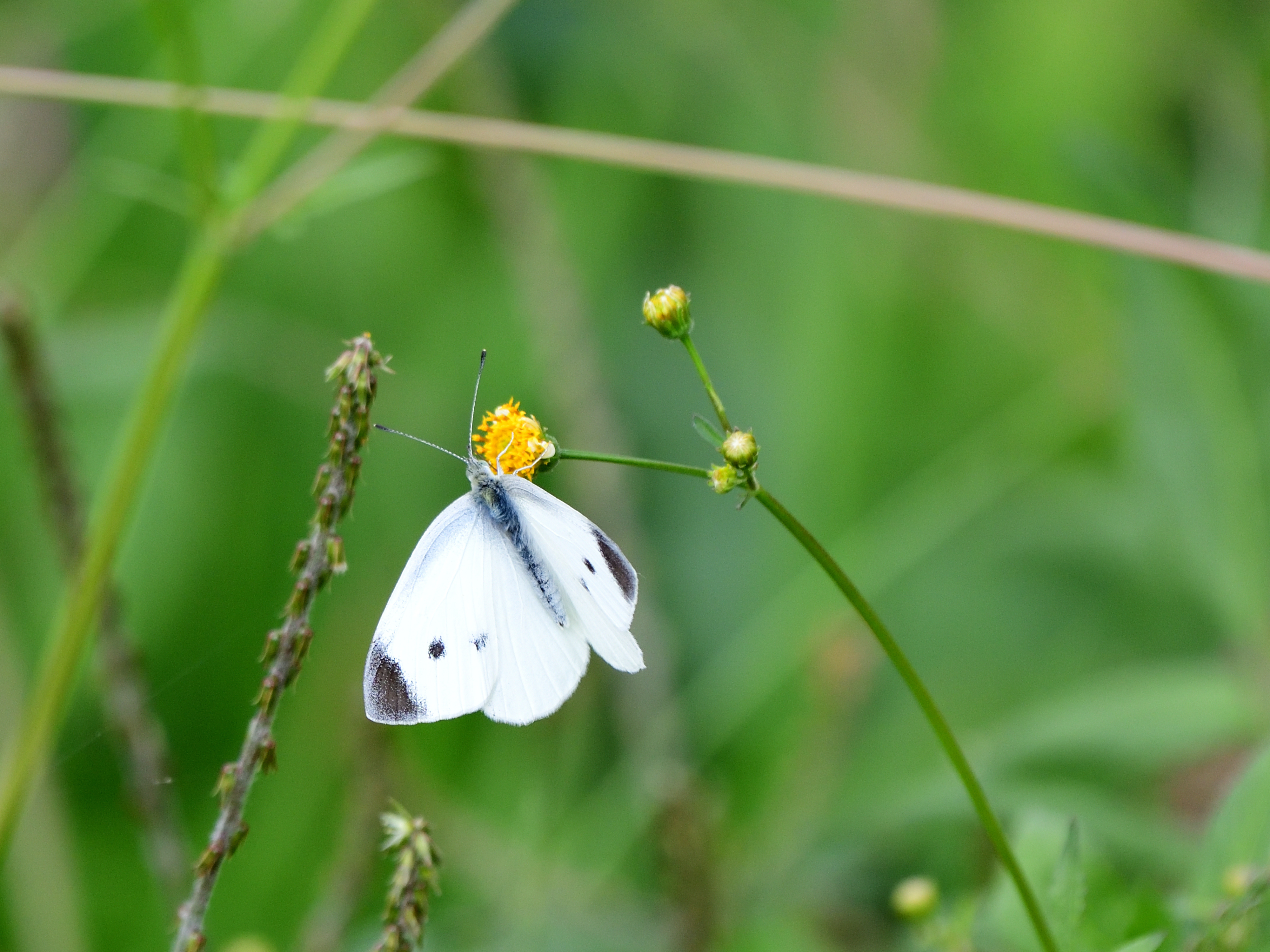 f:id:Hatabou:20211021210915j:plain