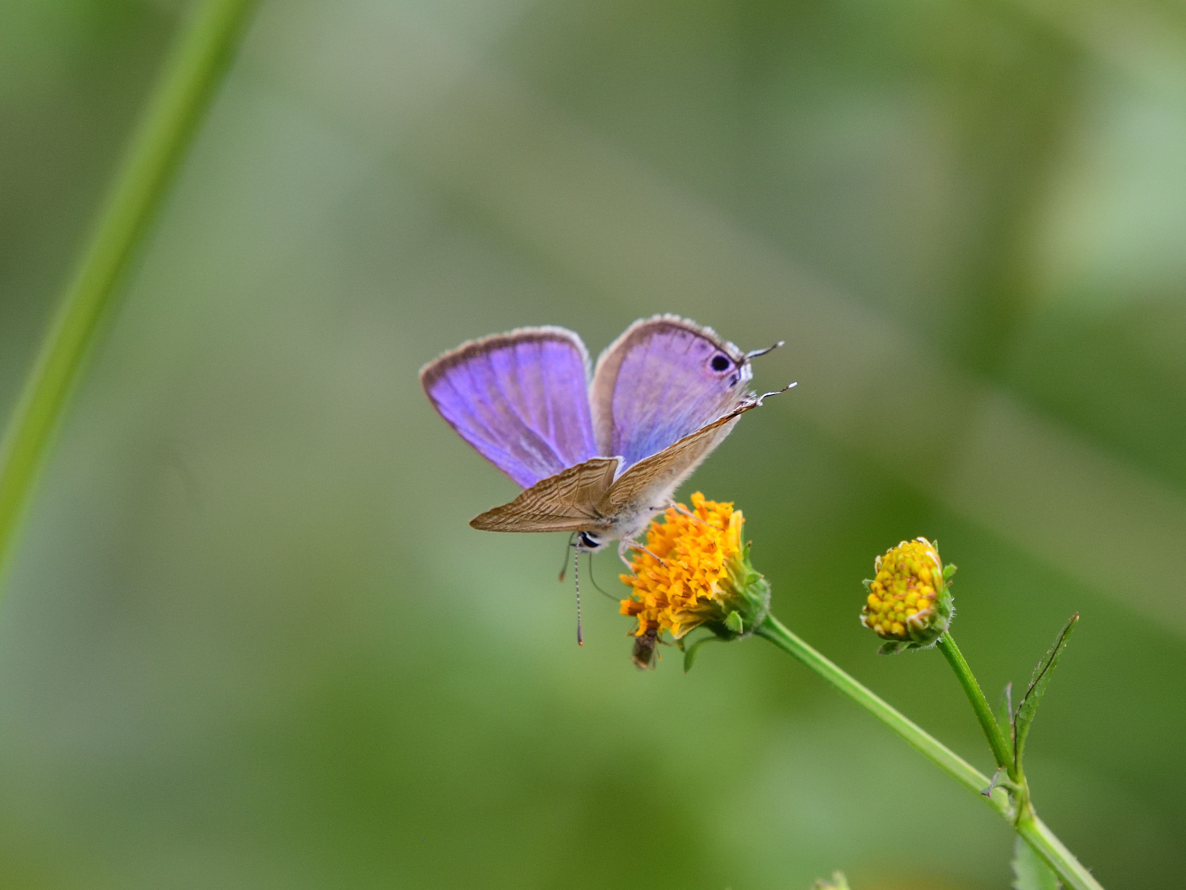 f:id:Hatabou:20211021211305j:plain