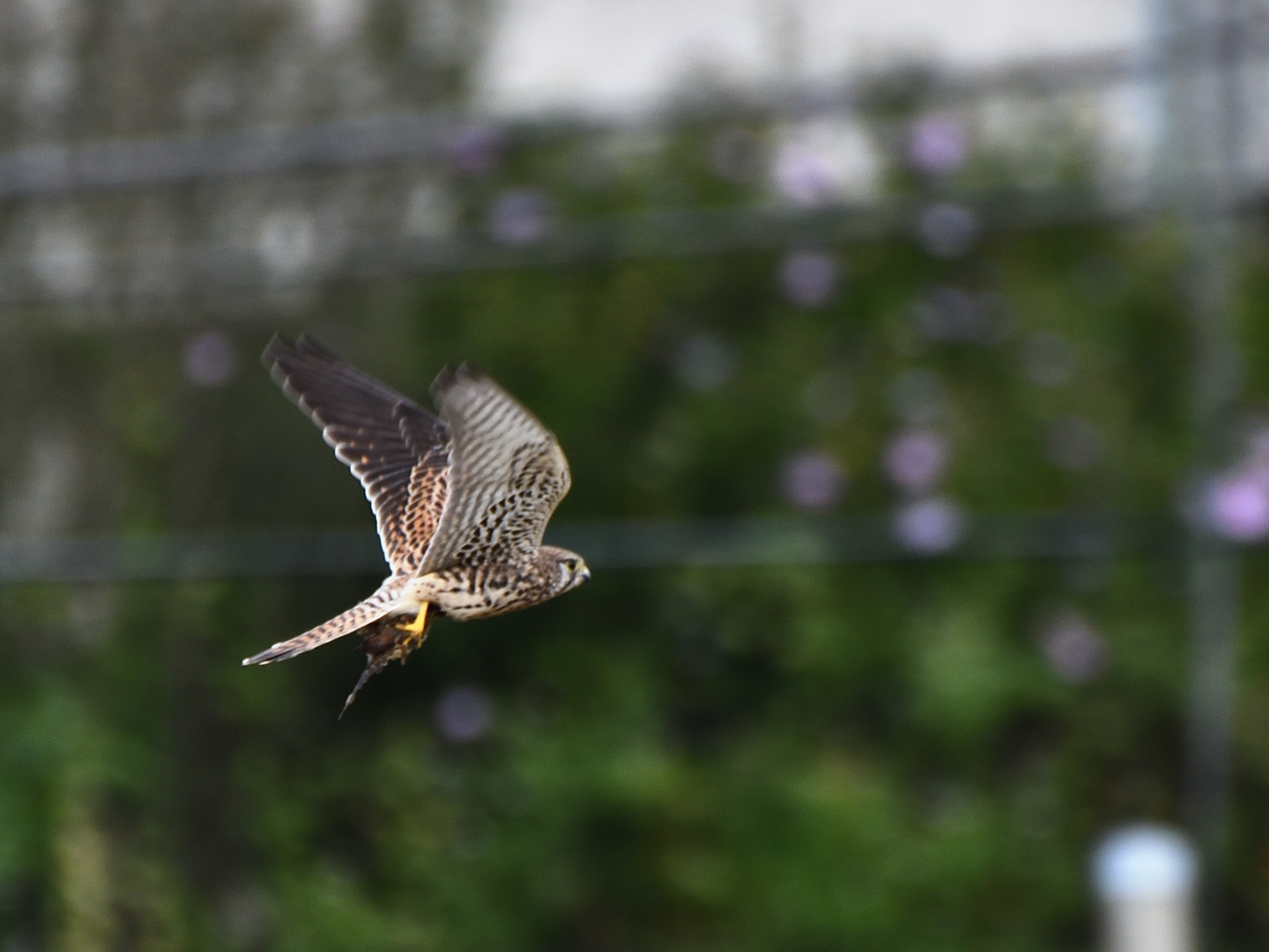 f:id:Hatabou:20211021211349j:plain