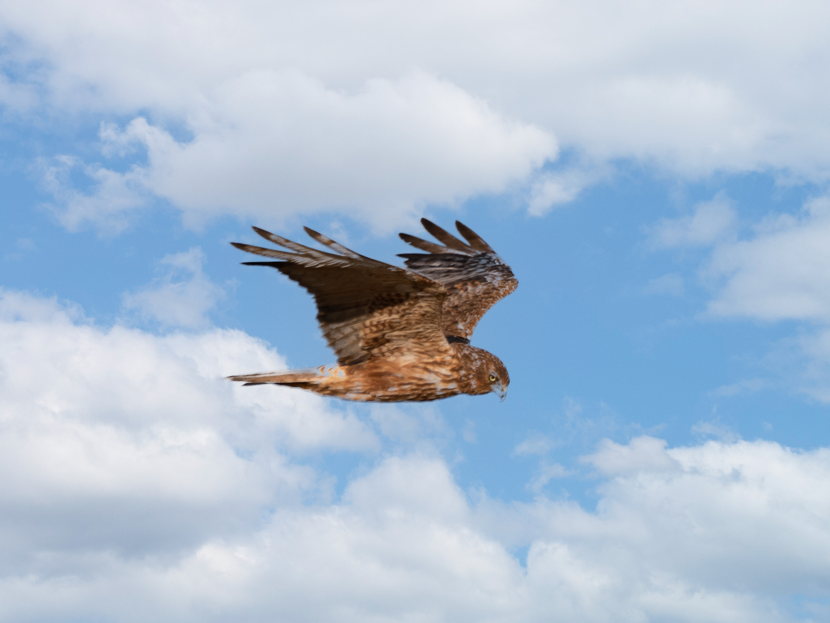 f:id:Hatabou:20211101172403j:plain