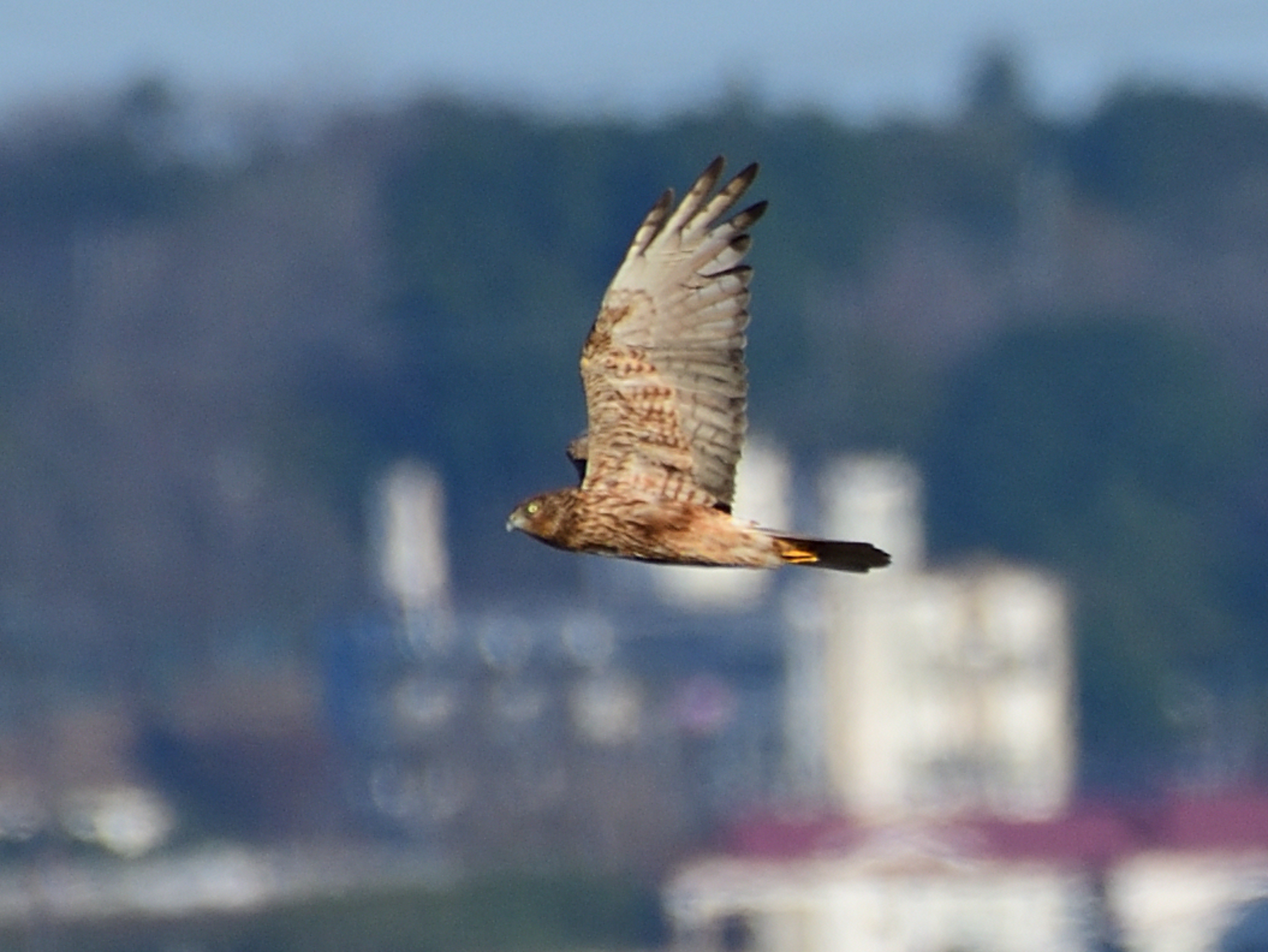 f:id:Hatabou:20211101172514j:plain