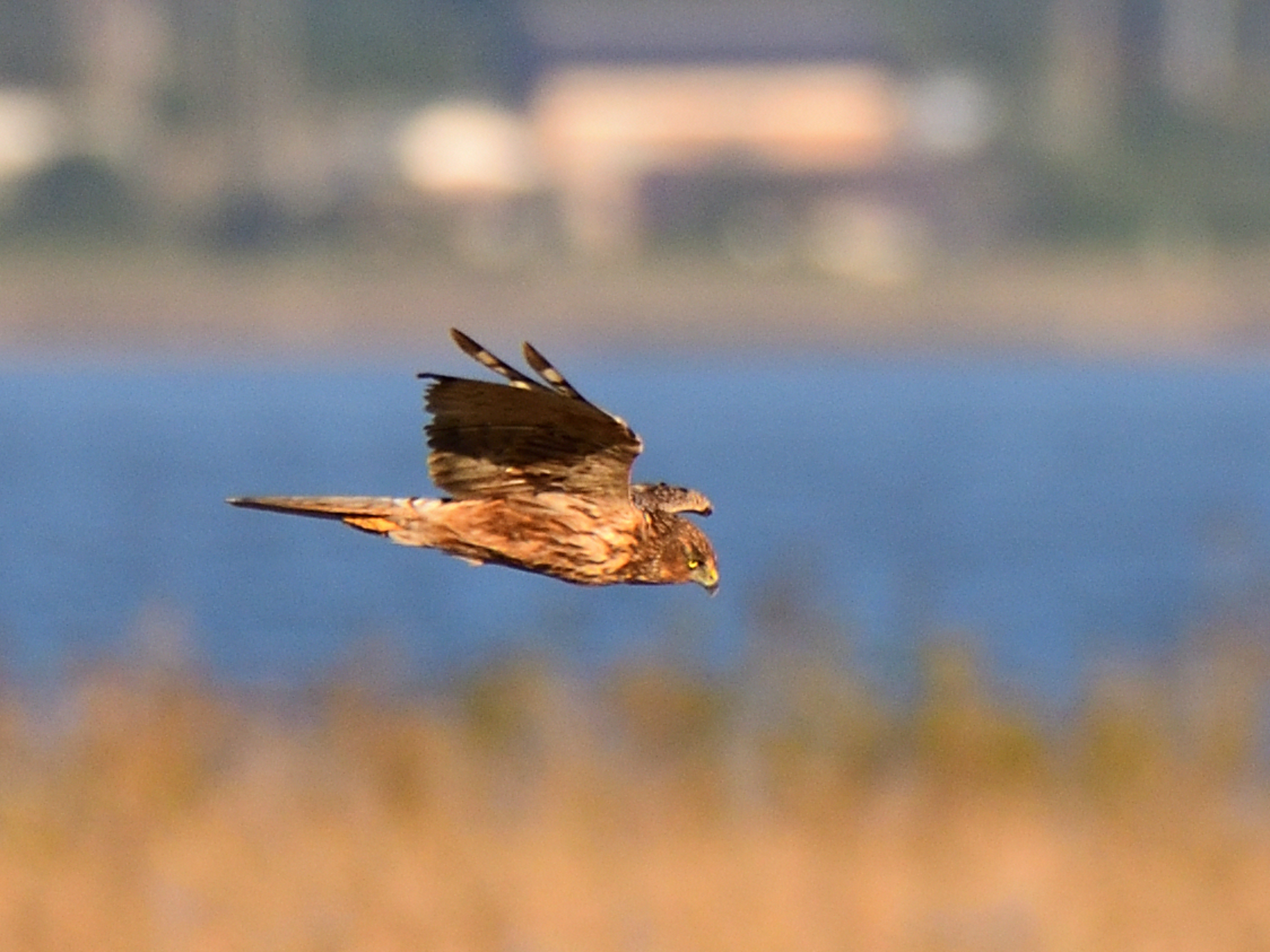 f:id:Hatabou:20211101172624j:plain