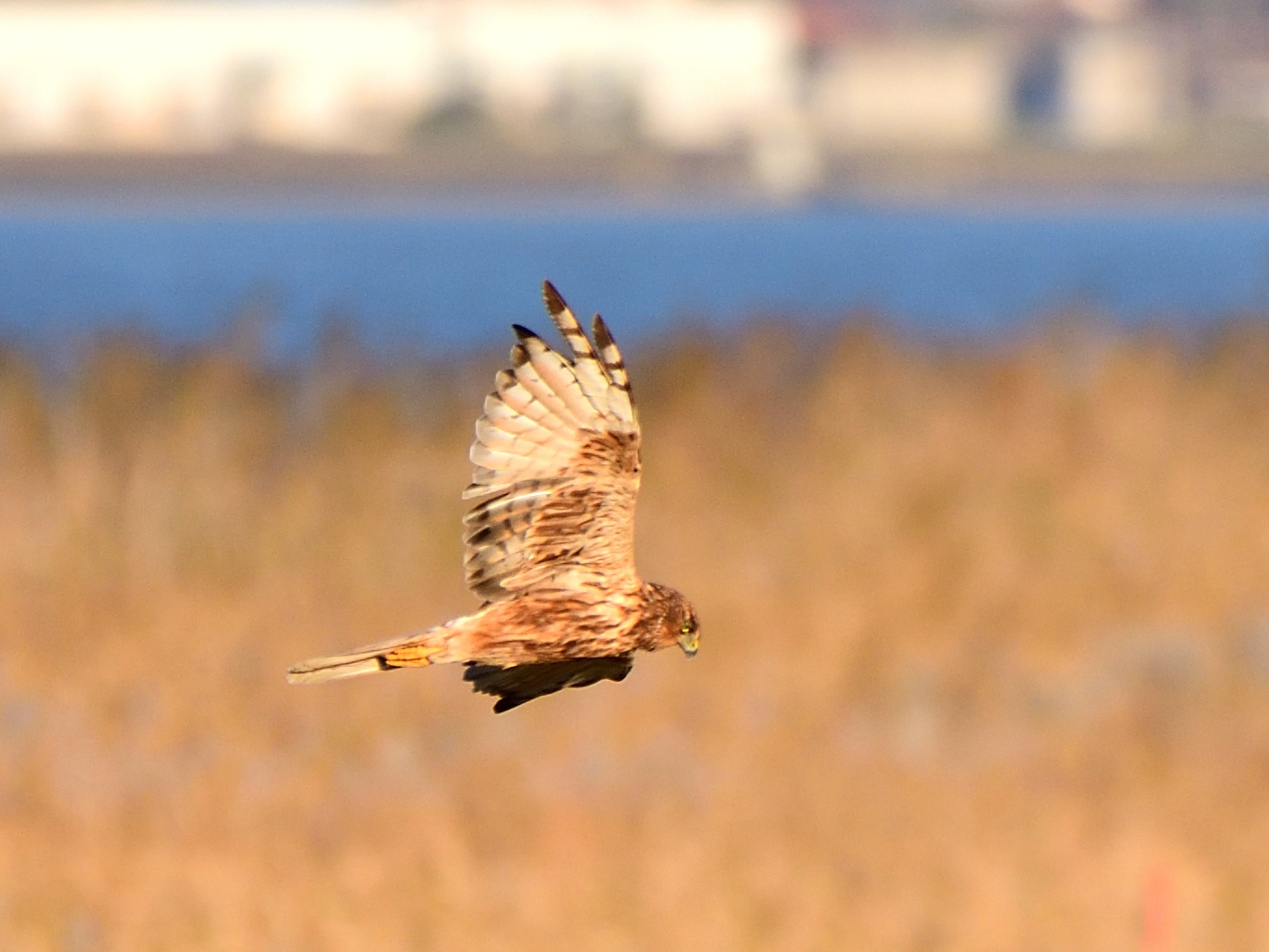 f:id:Hatabou:20211101172704j:plain