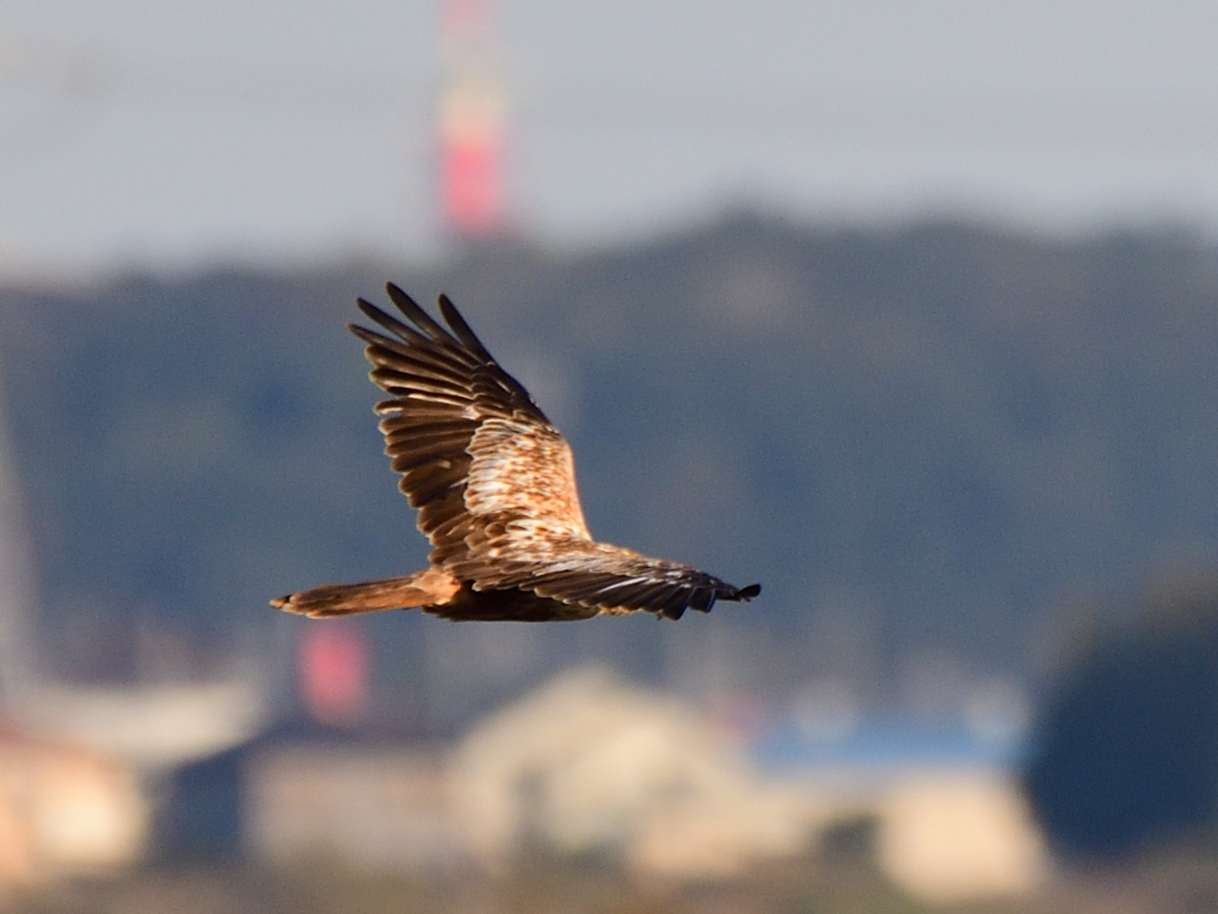 f:id:Hatabou:20211101172846j:plain