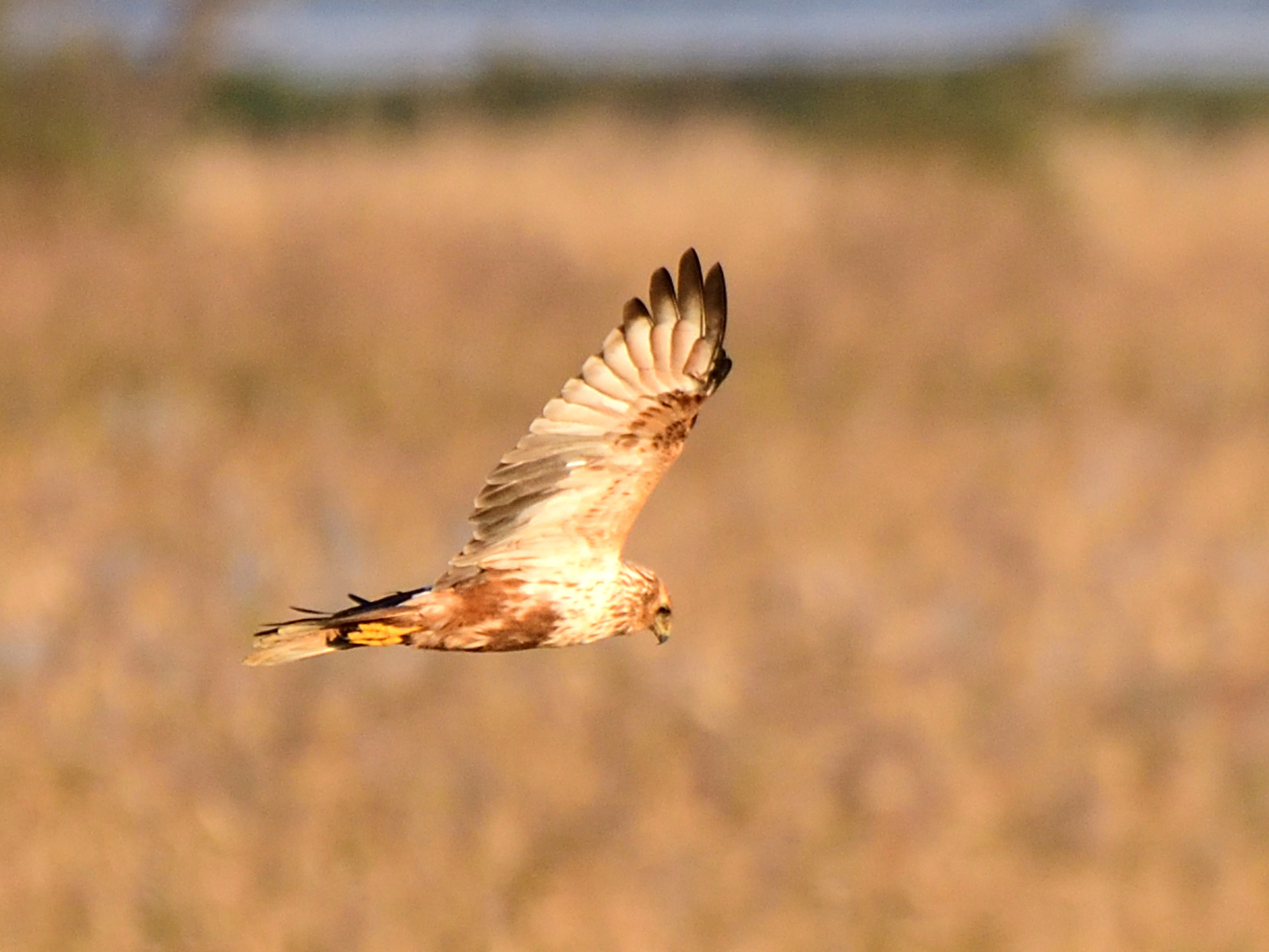 f:id:Hatabou:20211101172926j:plain