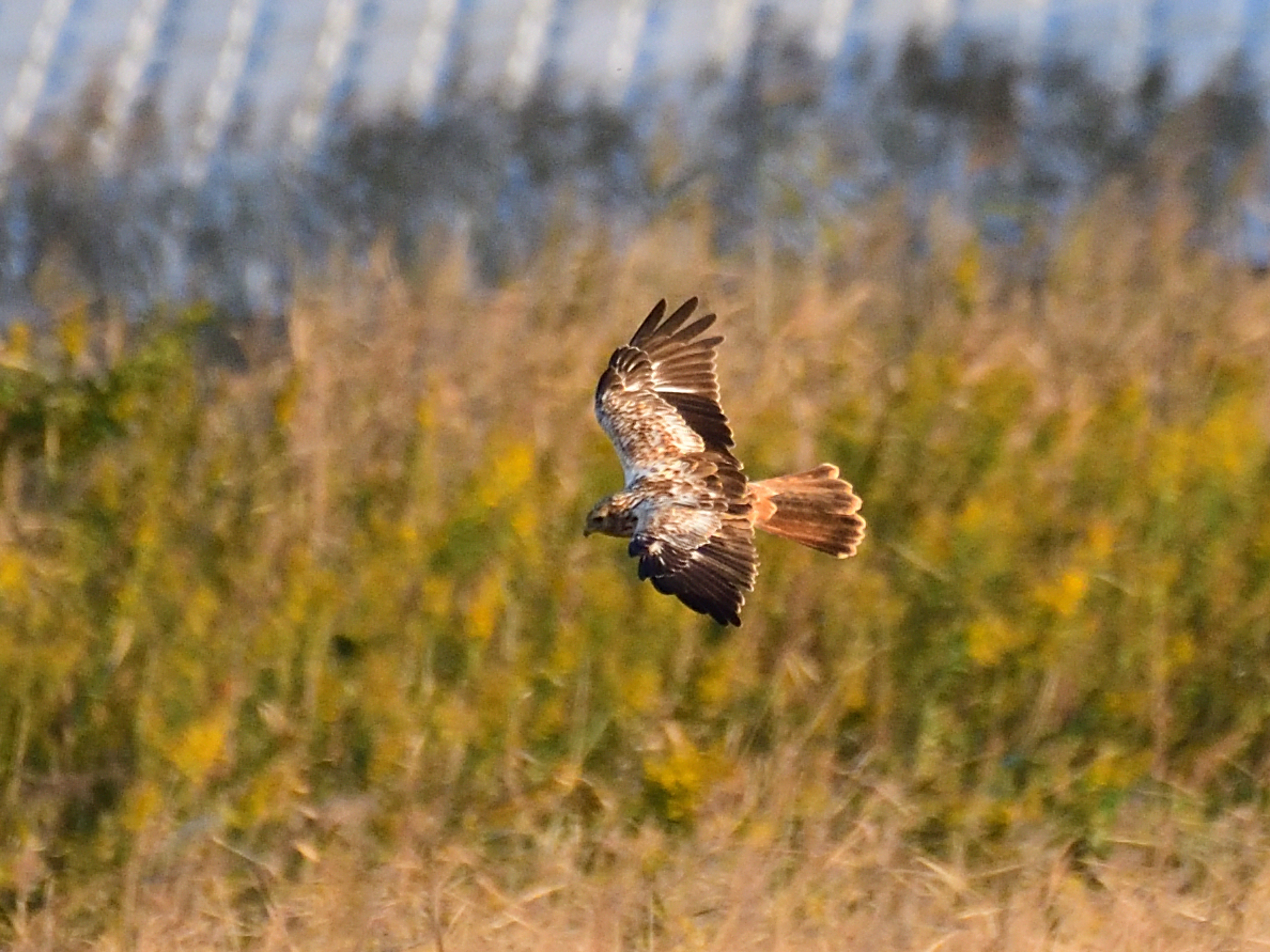 f:id:Hatabou:20211101173105j:plain