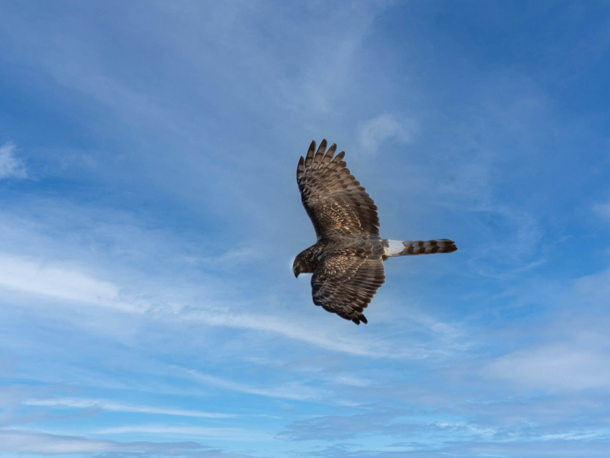 f:id:Hatabou:20211101173154j:plain