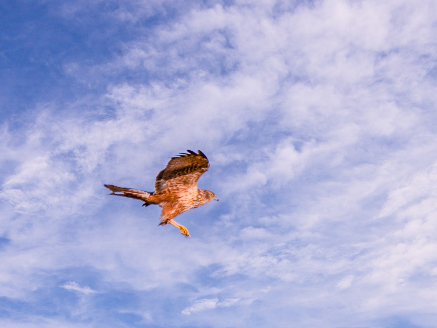 f:id:Hatabou:20211128152945j:plain
