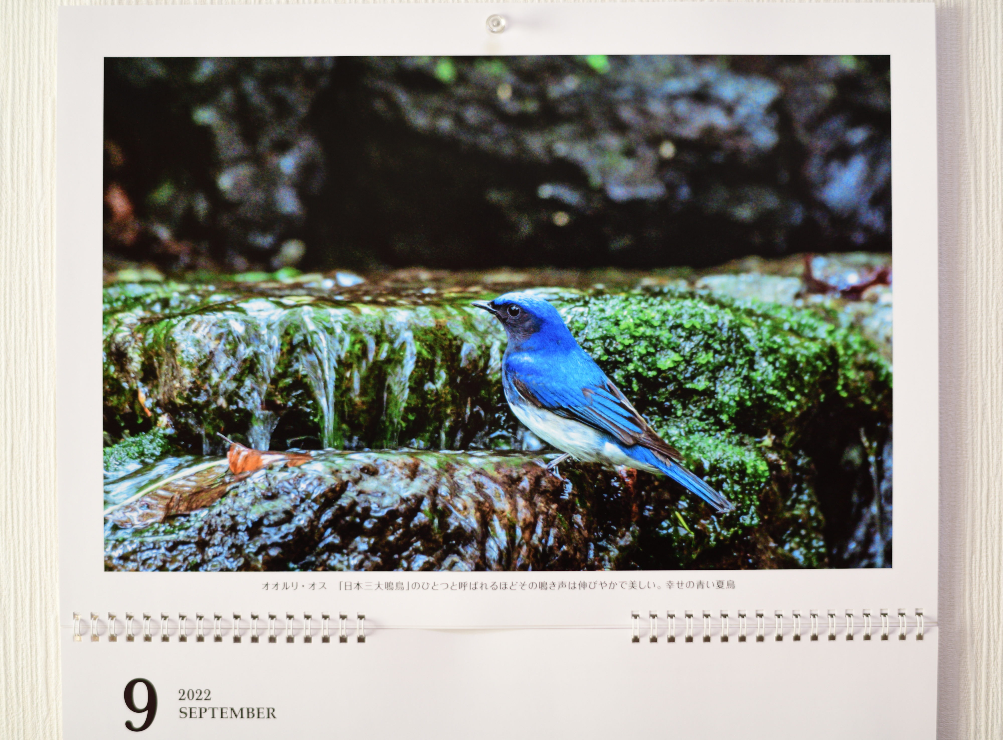 f:id:Hatabou:20211226132527j:plain