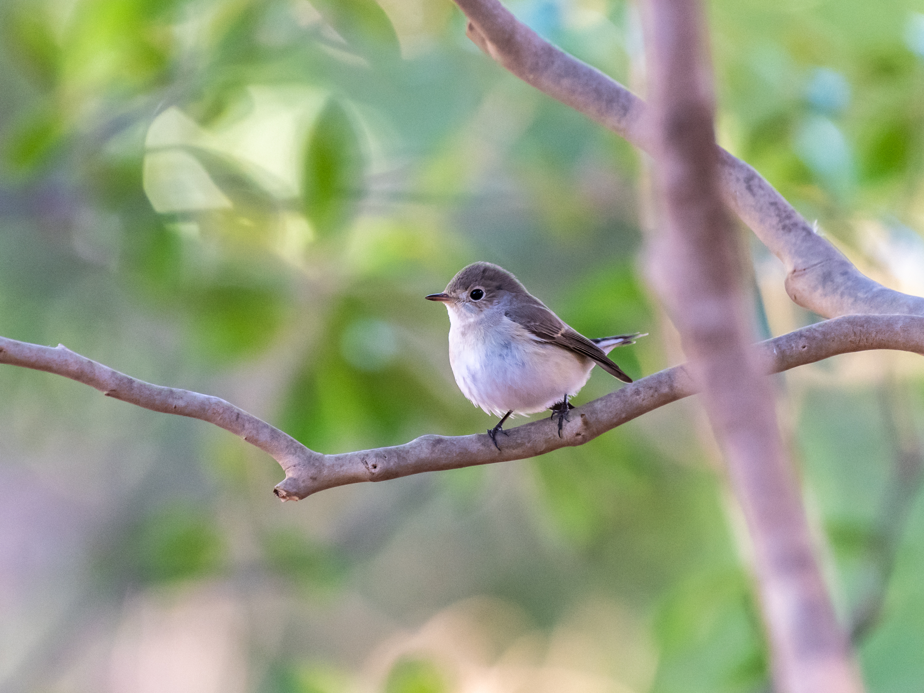 f:id:Hatabou:20220119162946j:plain