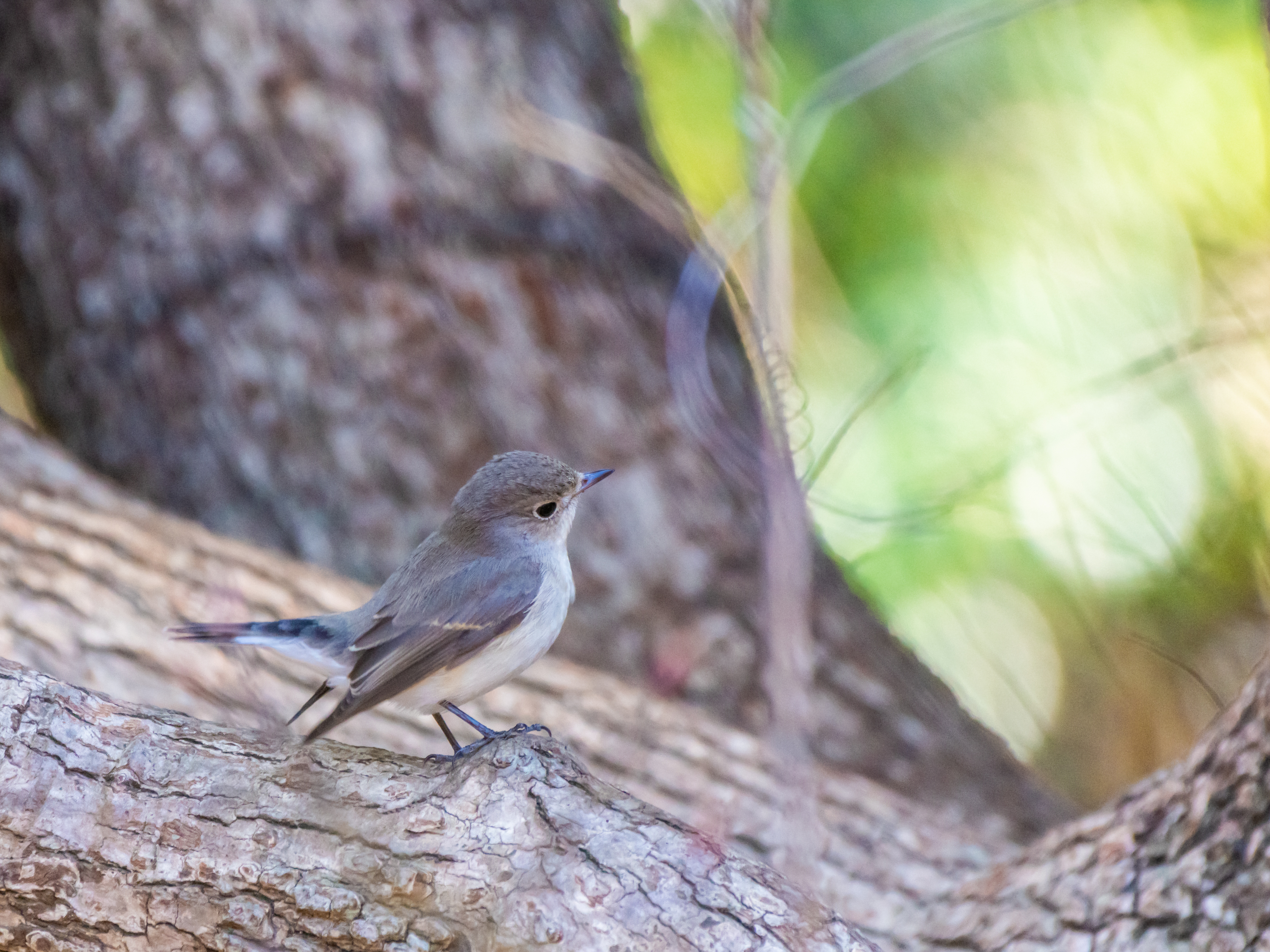 f:id:Hatabou:20220119163008j:plain