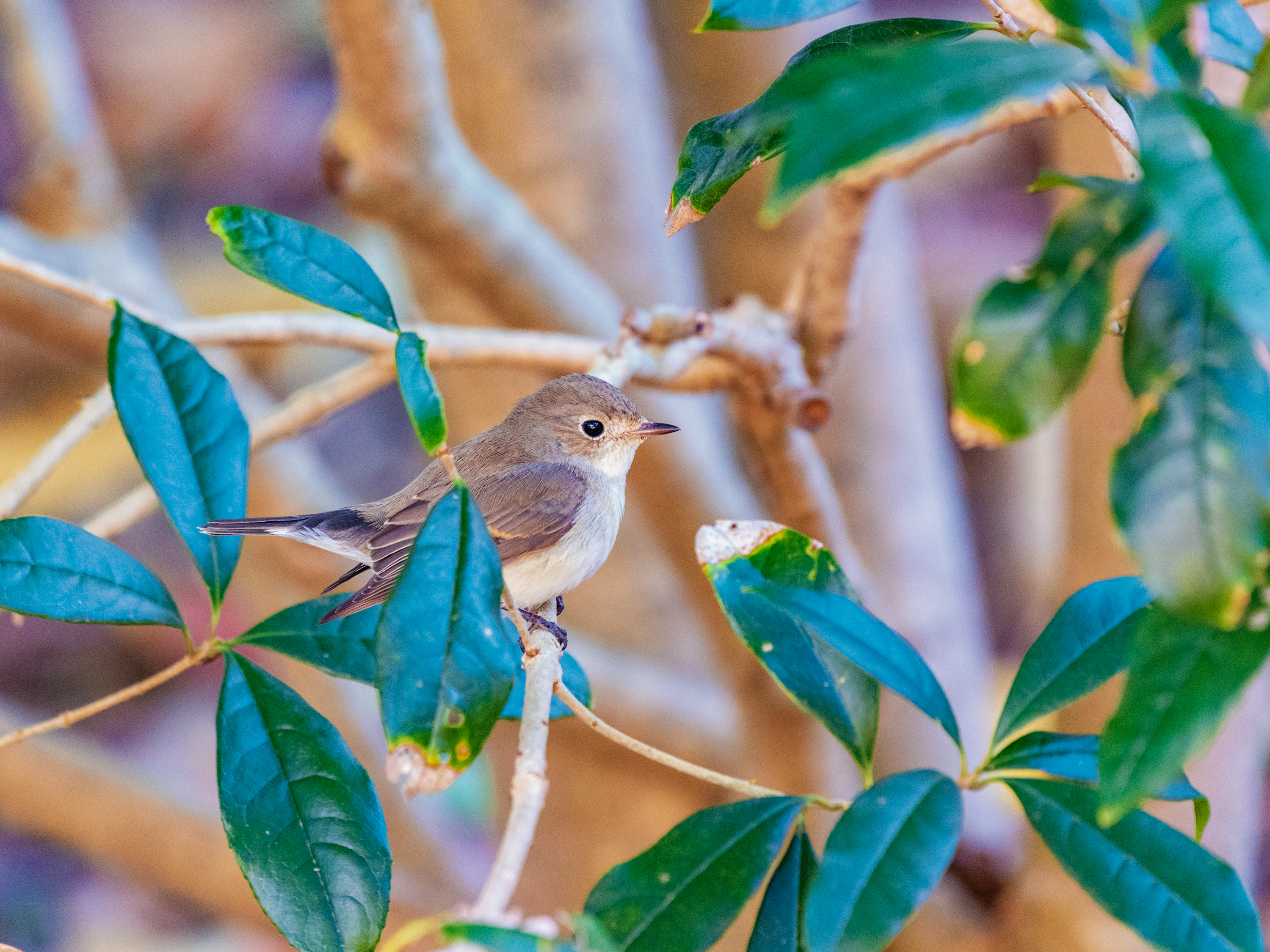 f:id:Hatabou:20220119163037j:plain