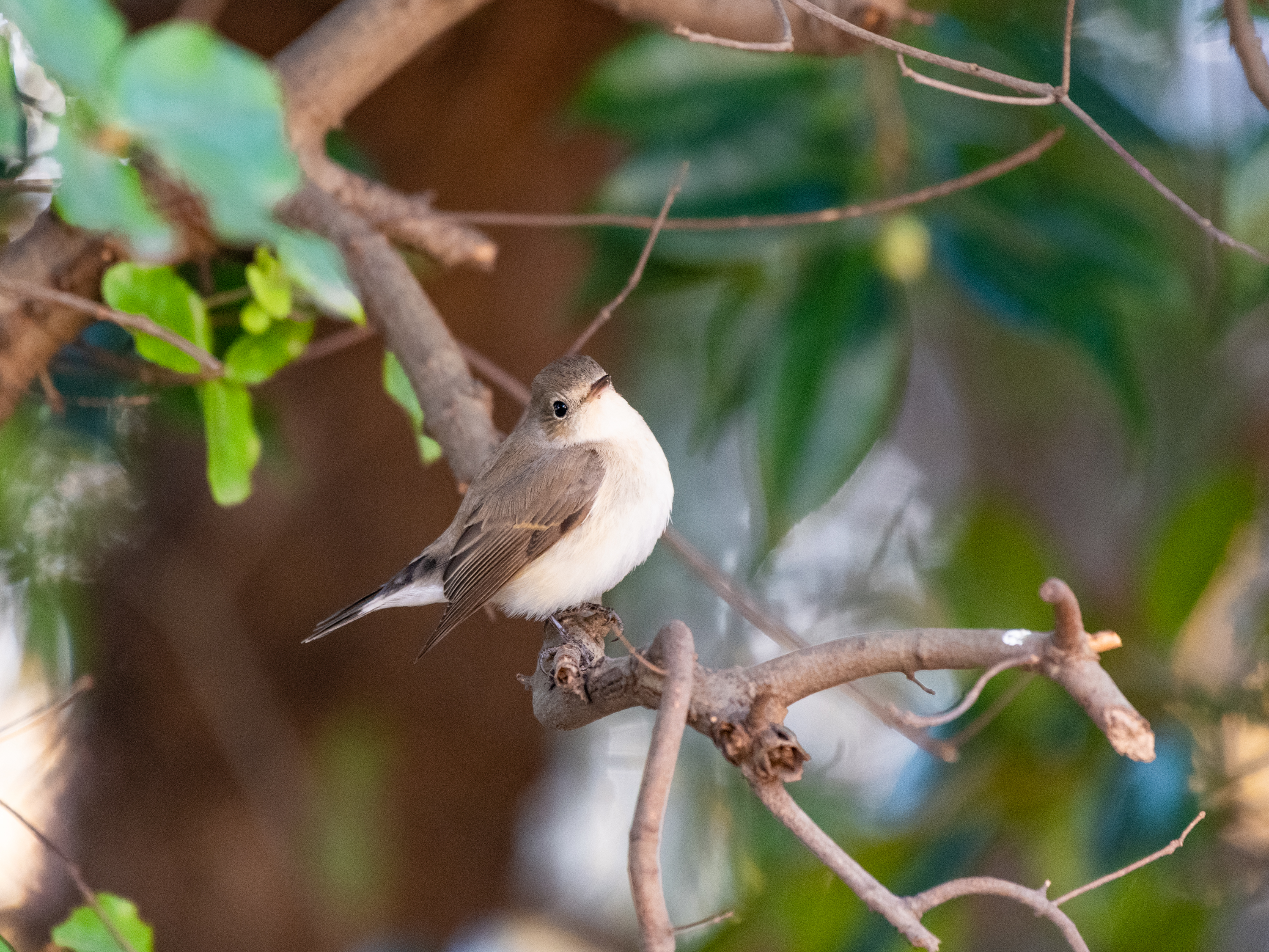 f:id:Hatabou:20220119163136j:plain