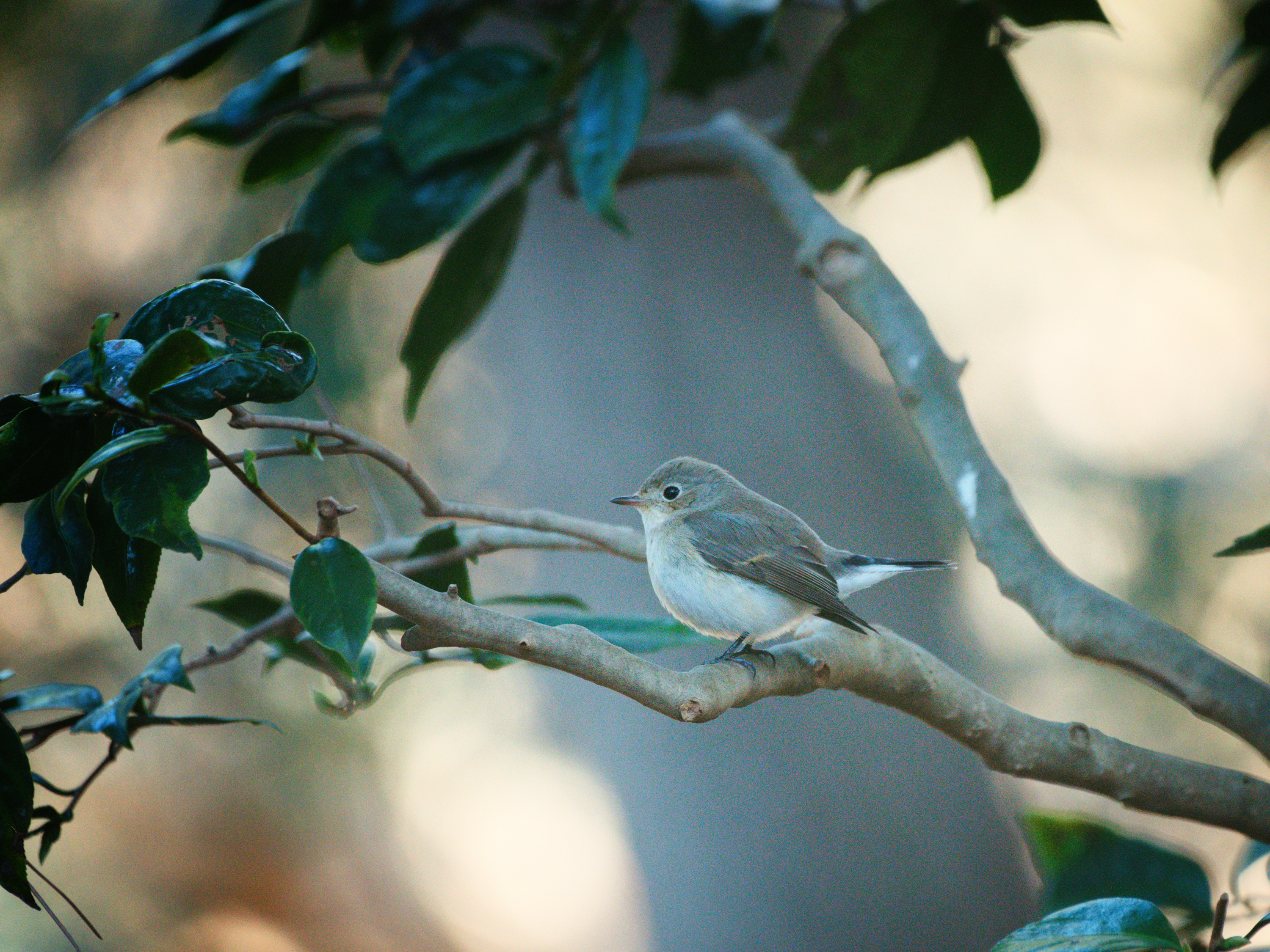 f:id:Hatabou:20220119164416j:plain