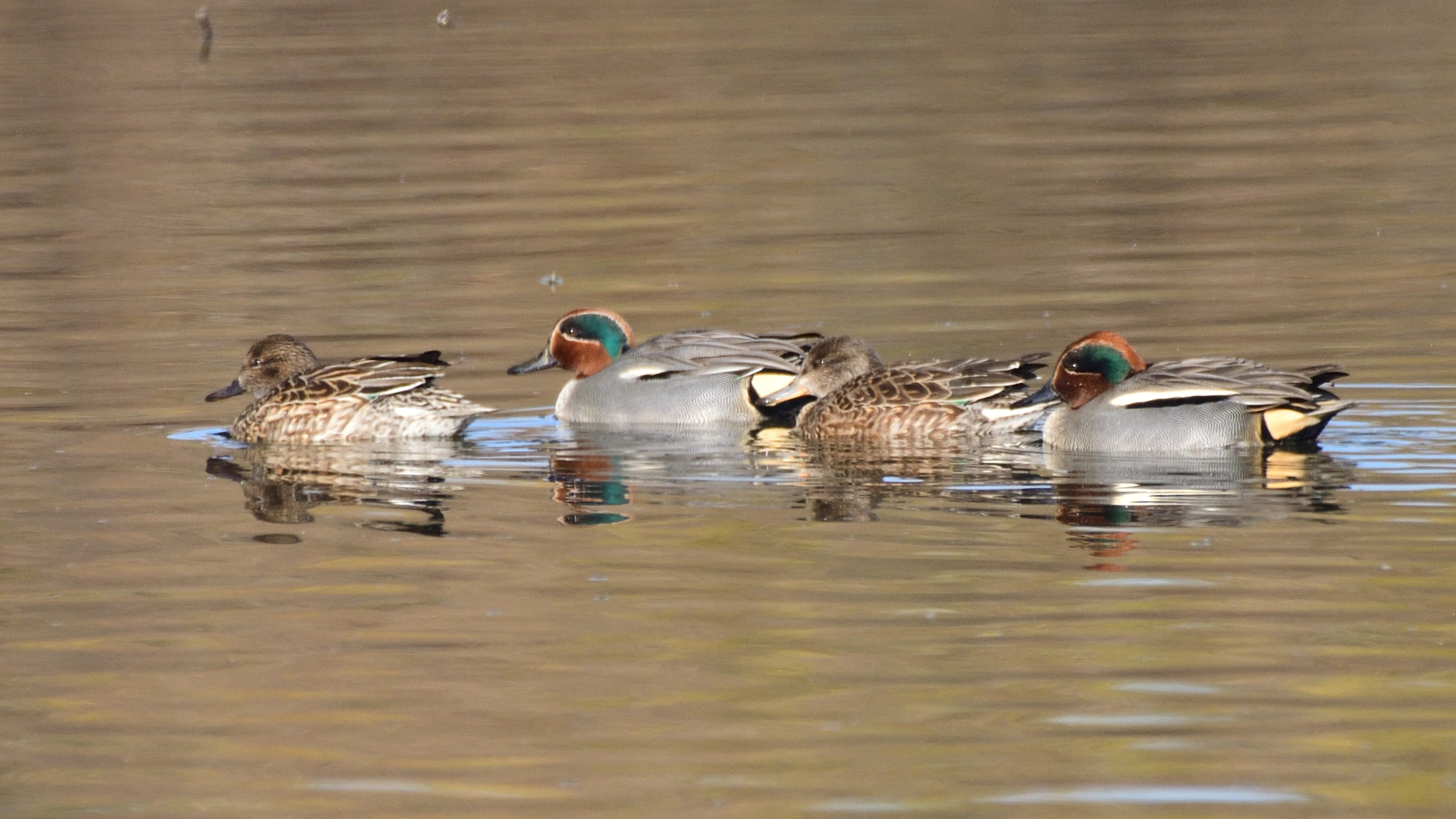 f:id:Hatabou:20220127145253j:plain