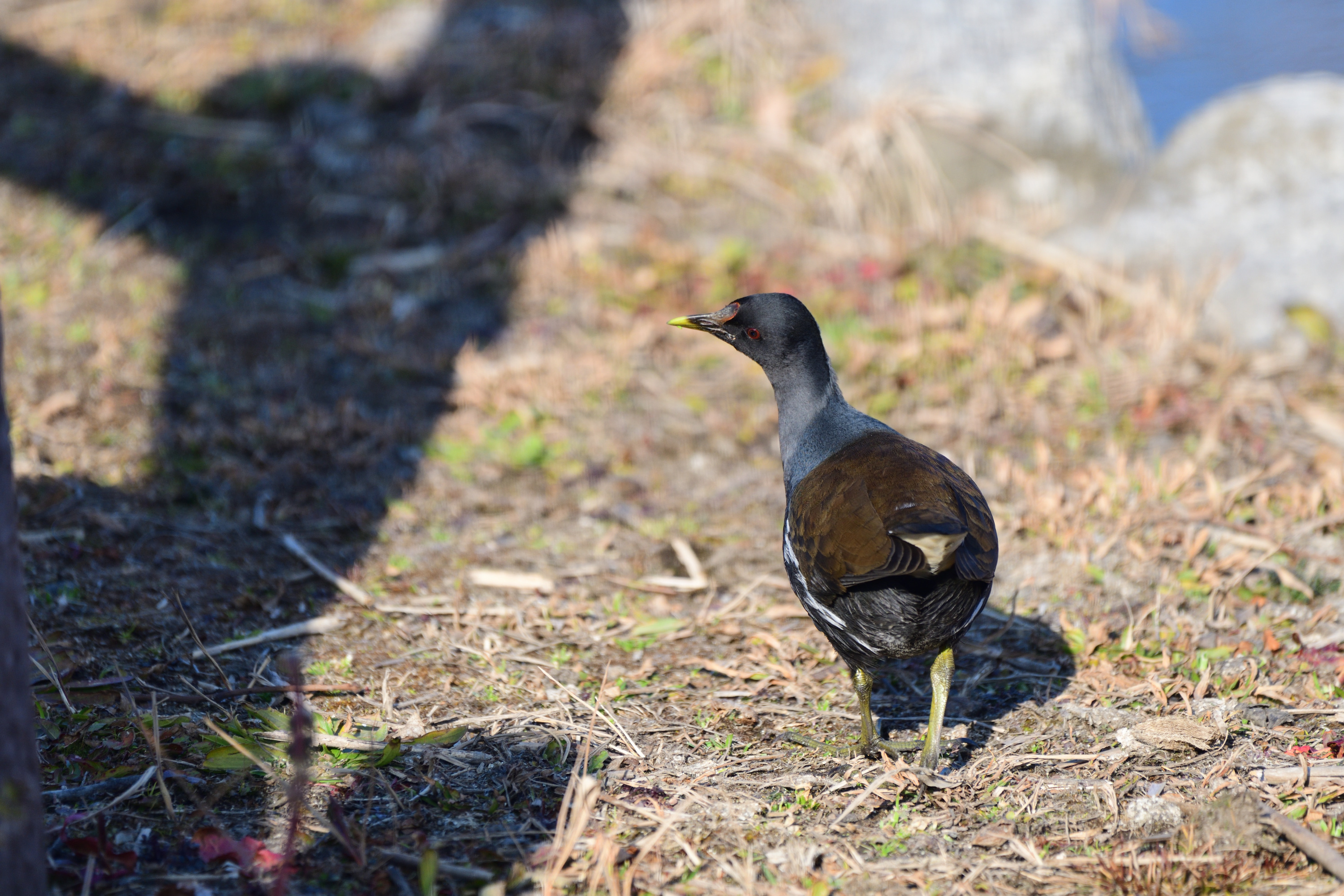 f:id:Hatabou:20220127145314j:plain