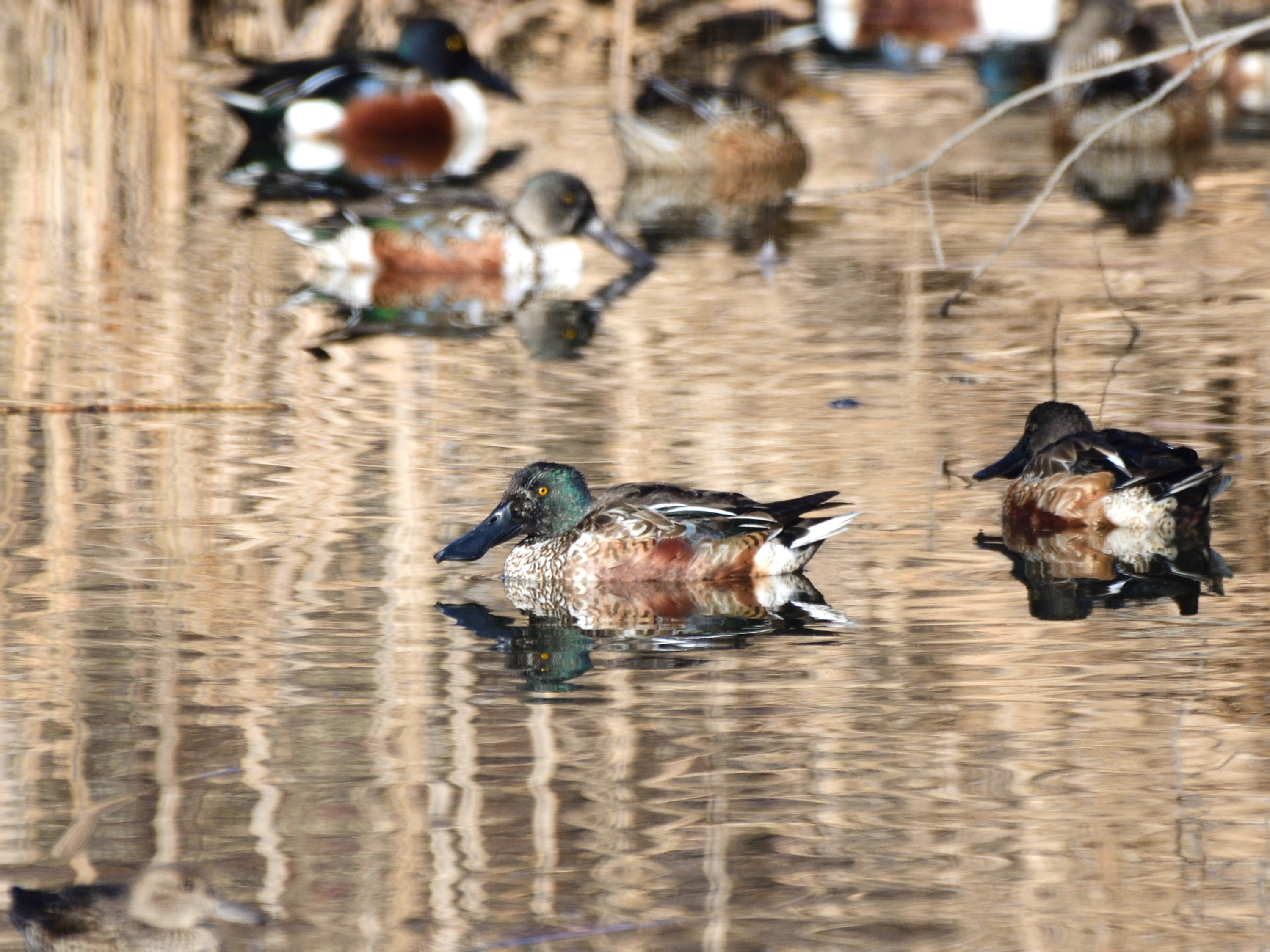 f:id:Hatabou:20220127145641j:plain