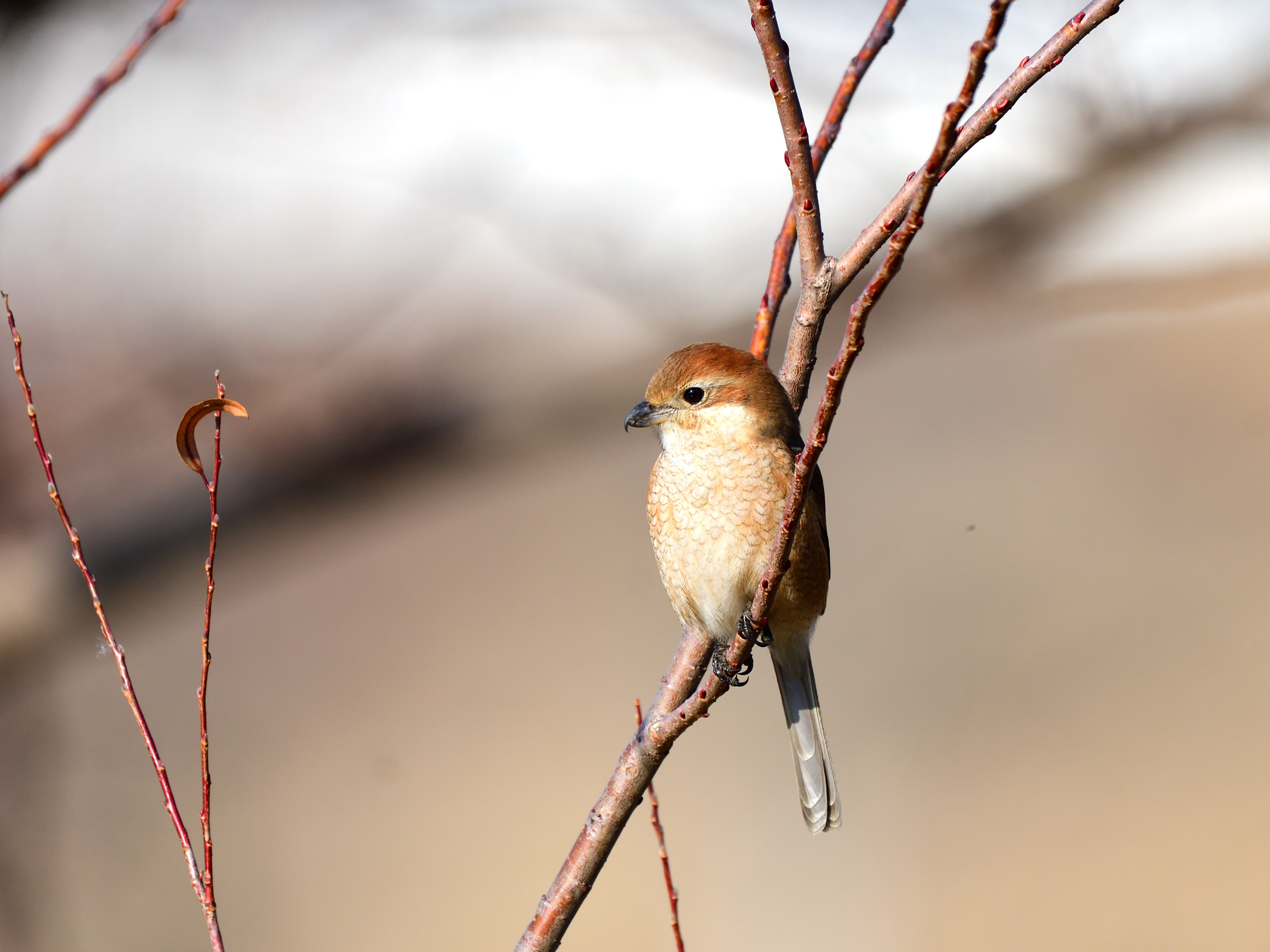 f:id:Hatabou:20220127145709j:plain