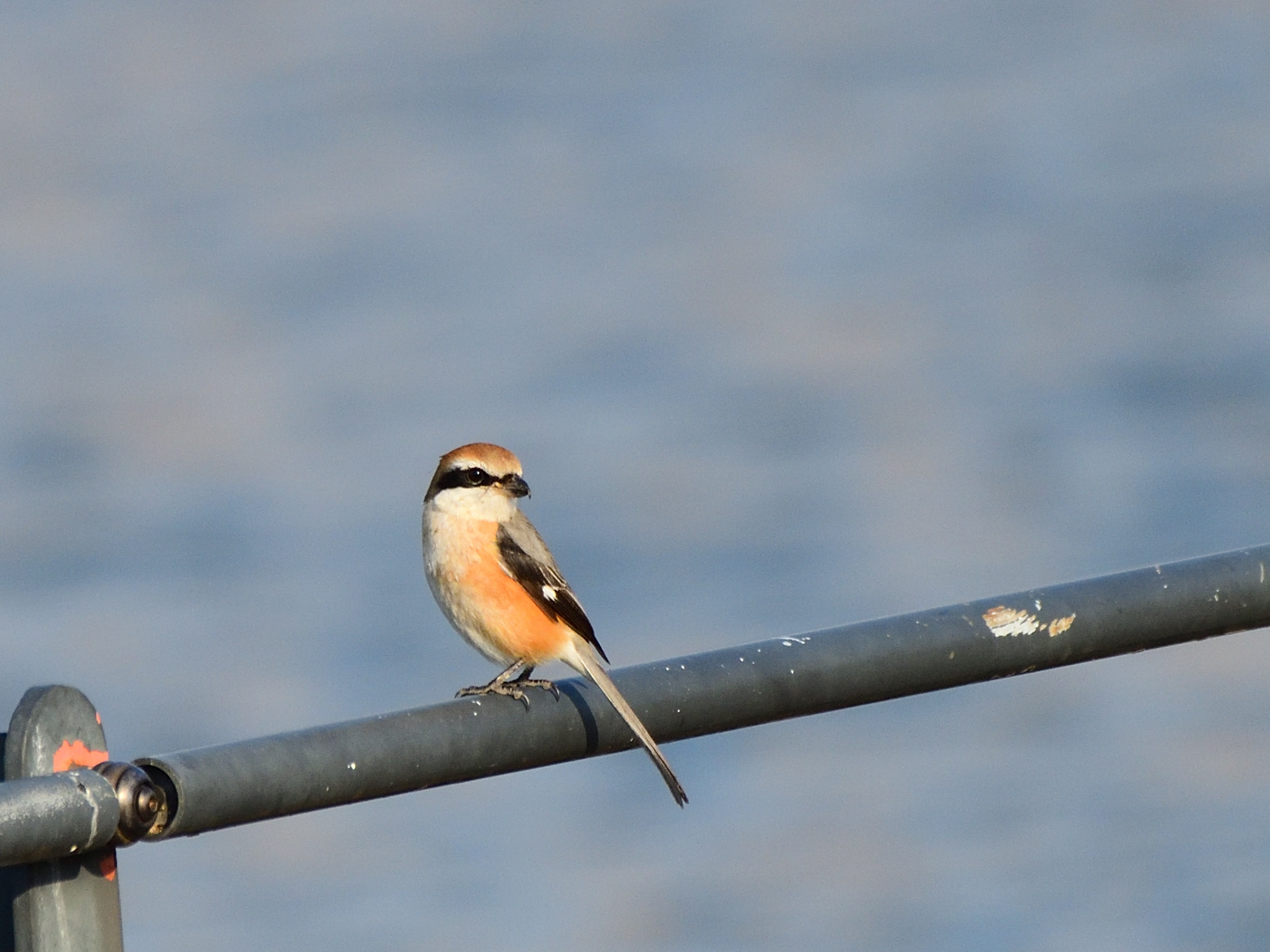 f:id:Hatabou:20220127145742j:plain