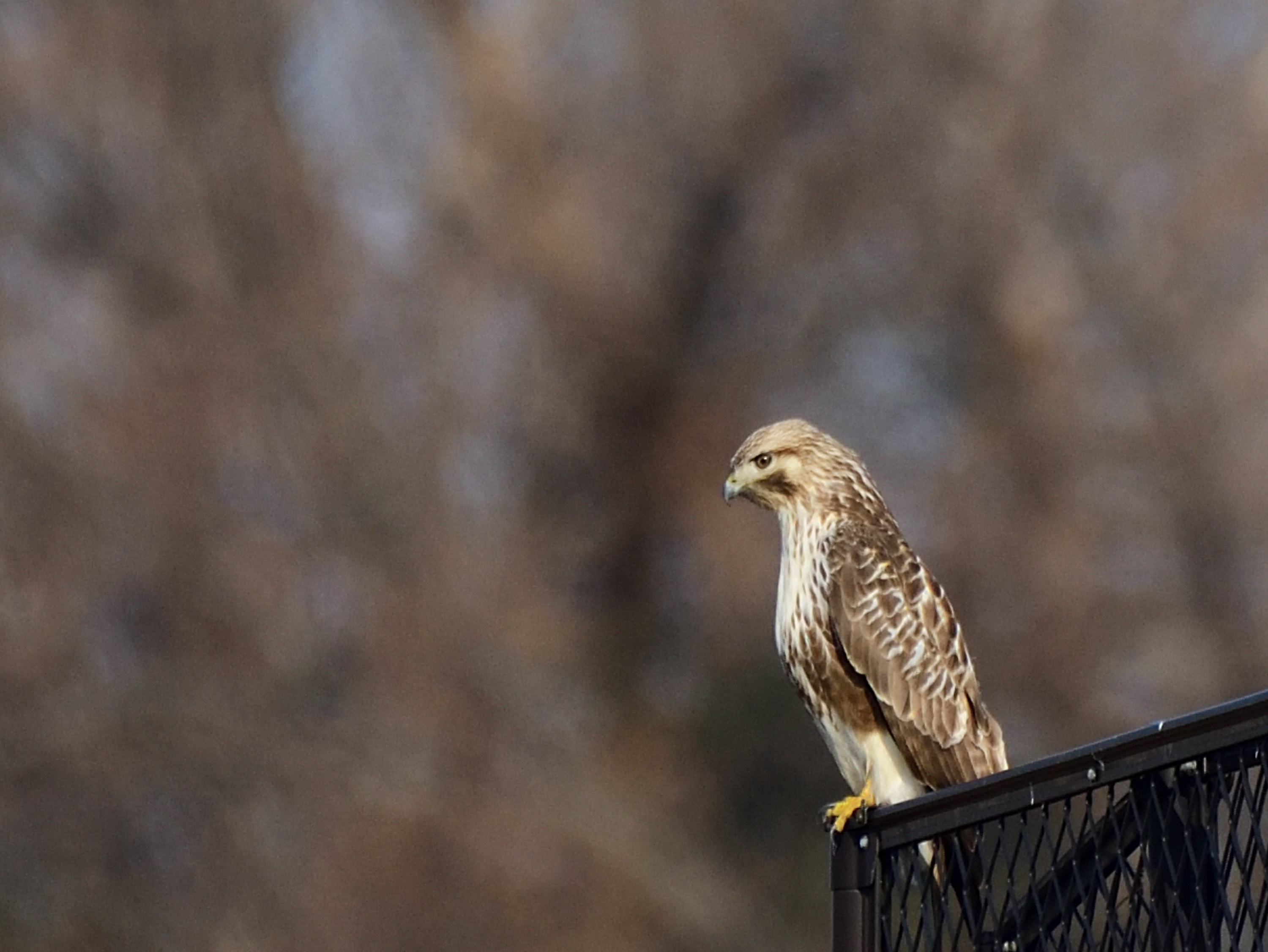 f:id:Hatabou:20220127145815j:plain