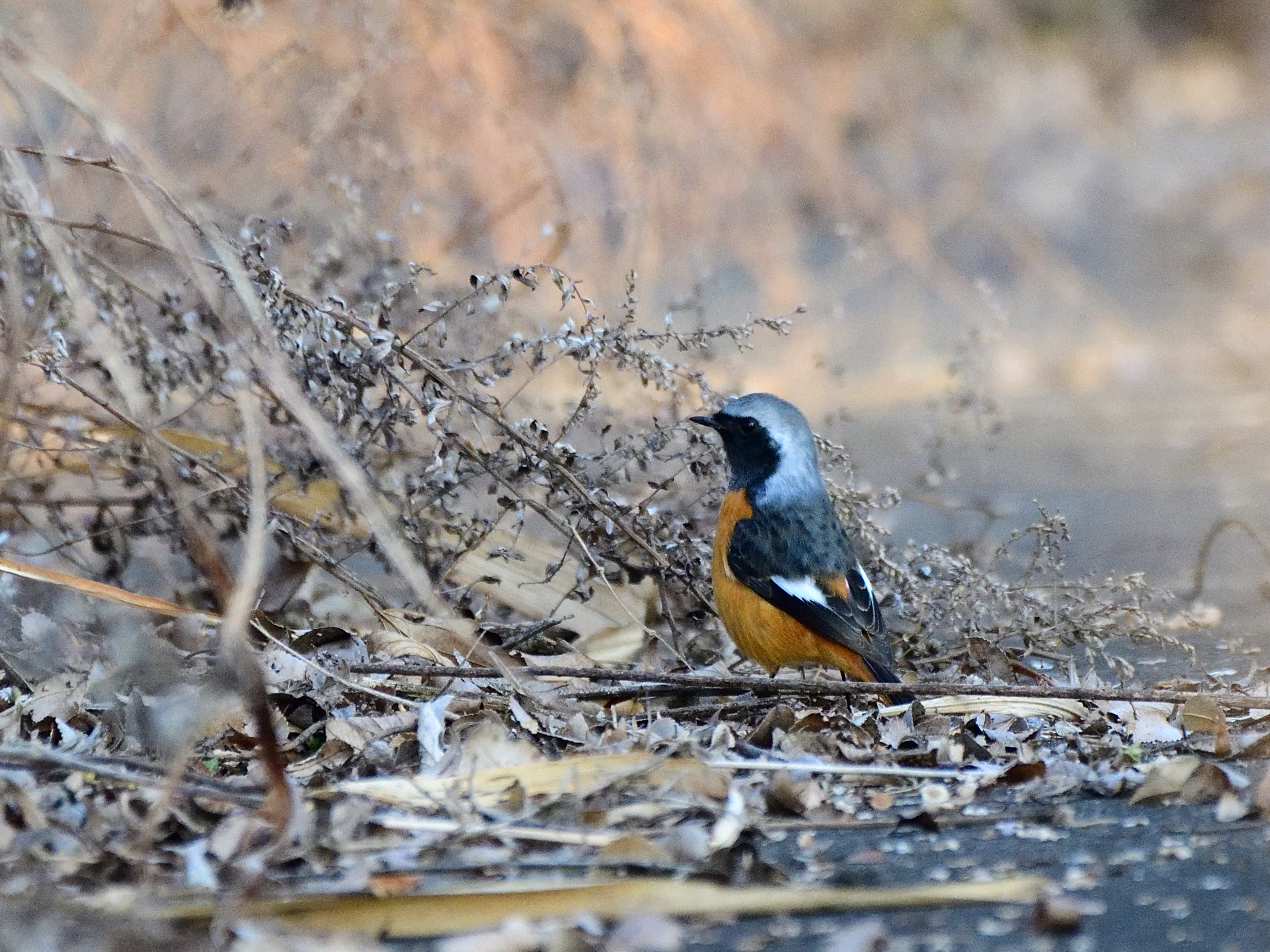 f:id:Hatabou:20220127150148j:plain