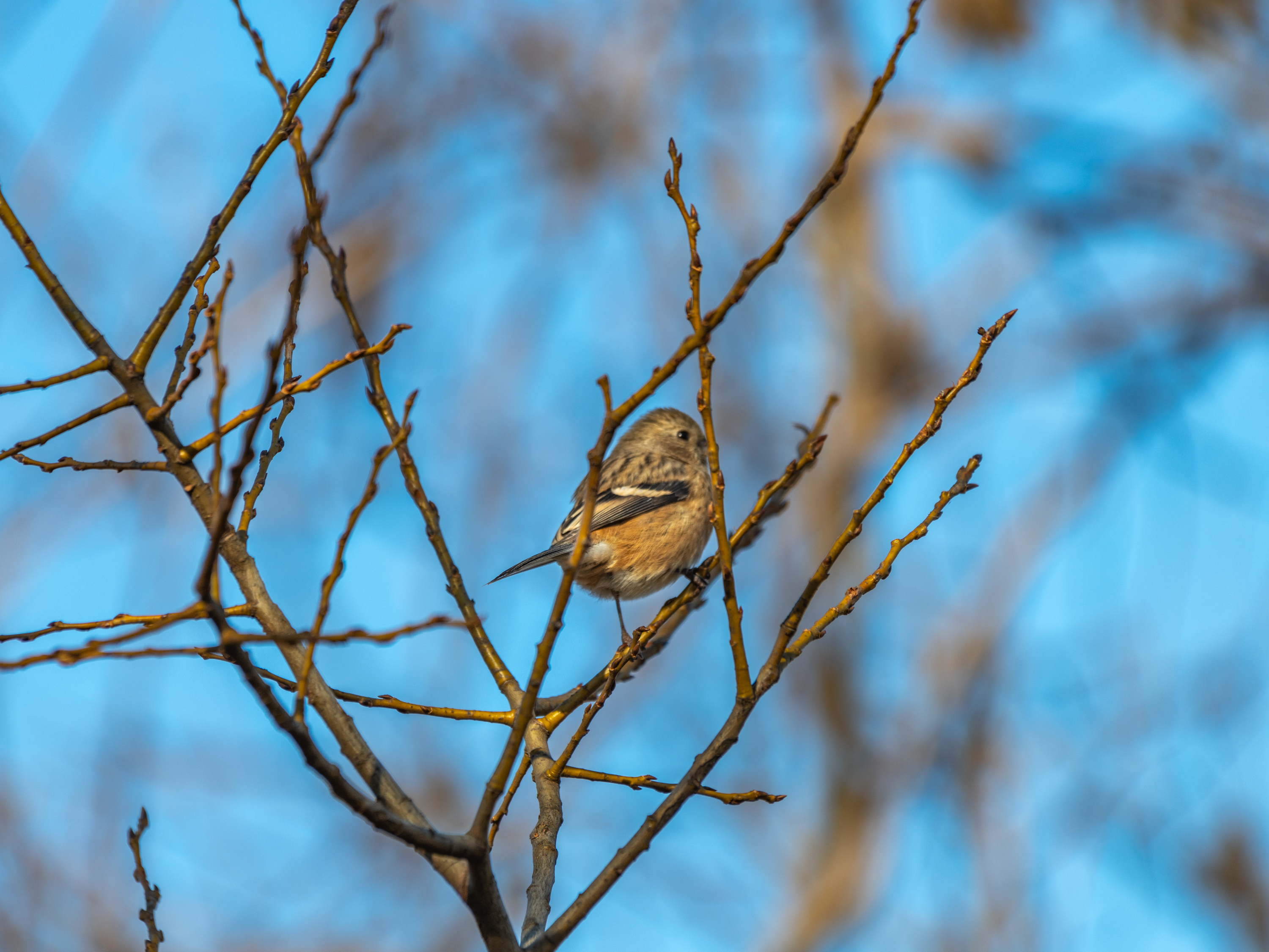 f:id:Hatabou:20220127150229j:plain