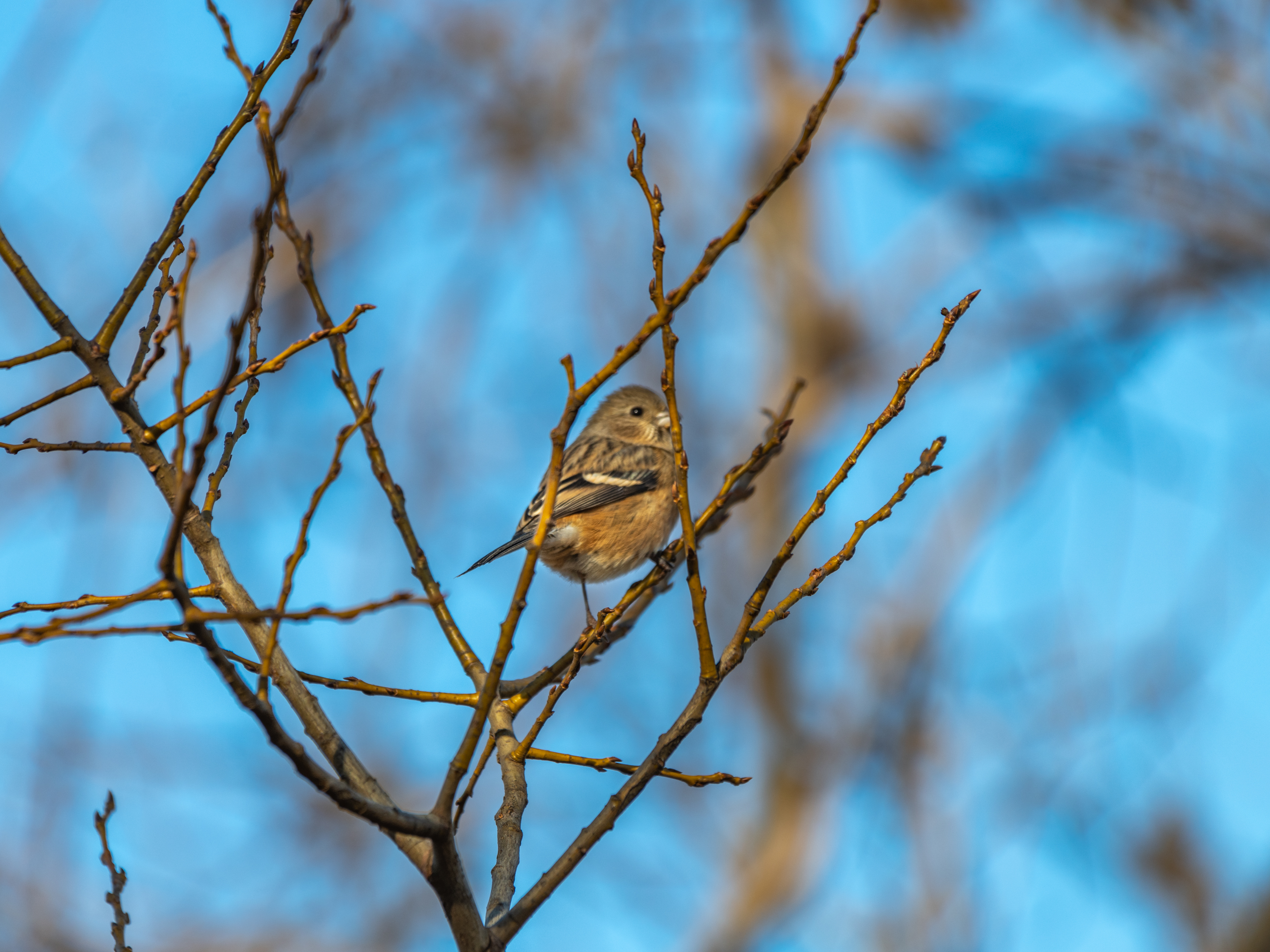 f:id:Hatabou:20220127150255j:plain