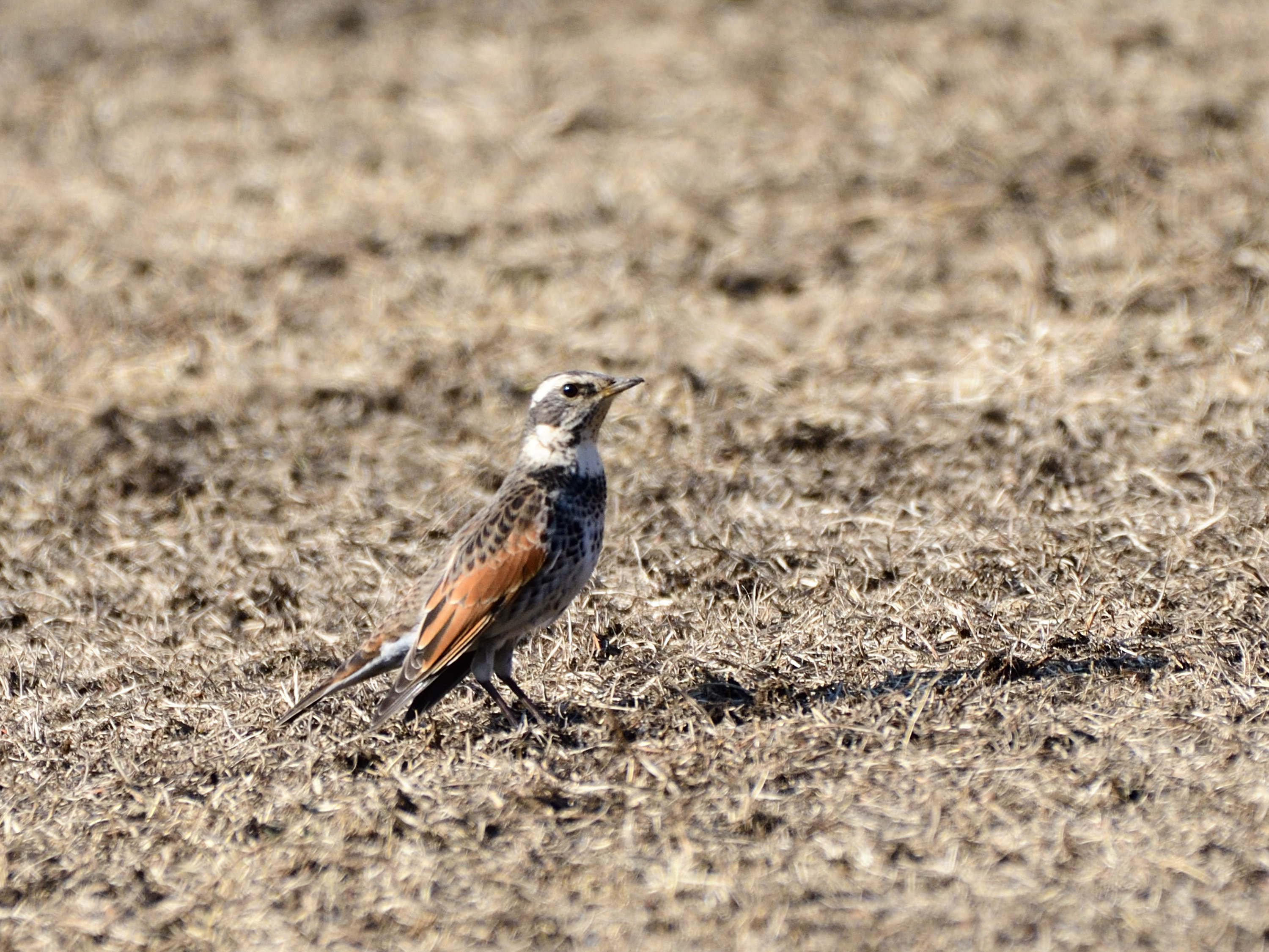 f:id:Hatabou:20220127150354j:plain