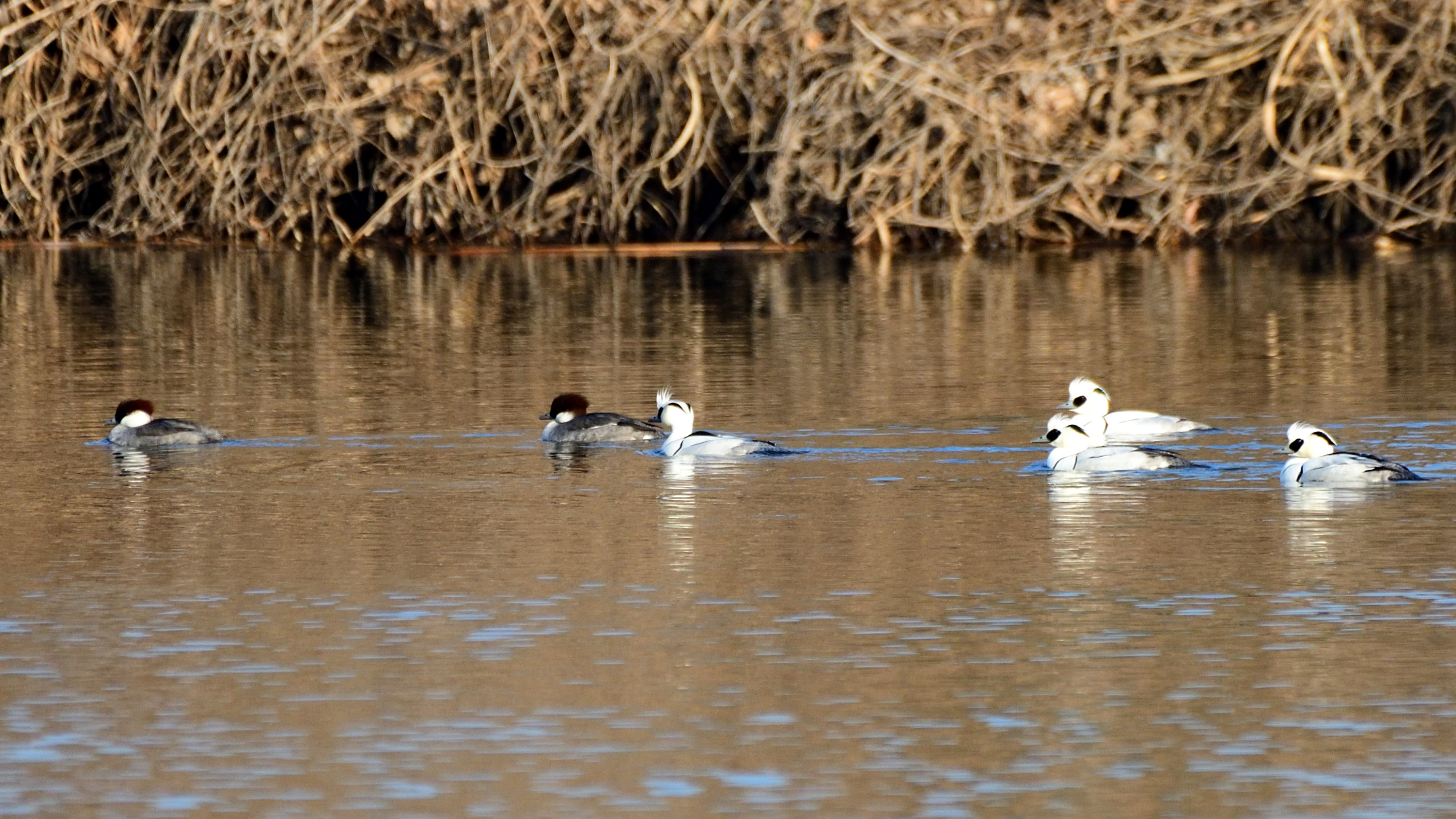 f:id:Hatabou:20220127150525j:plain