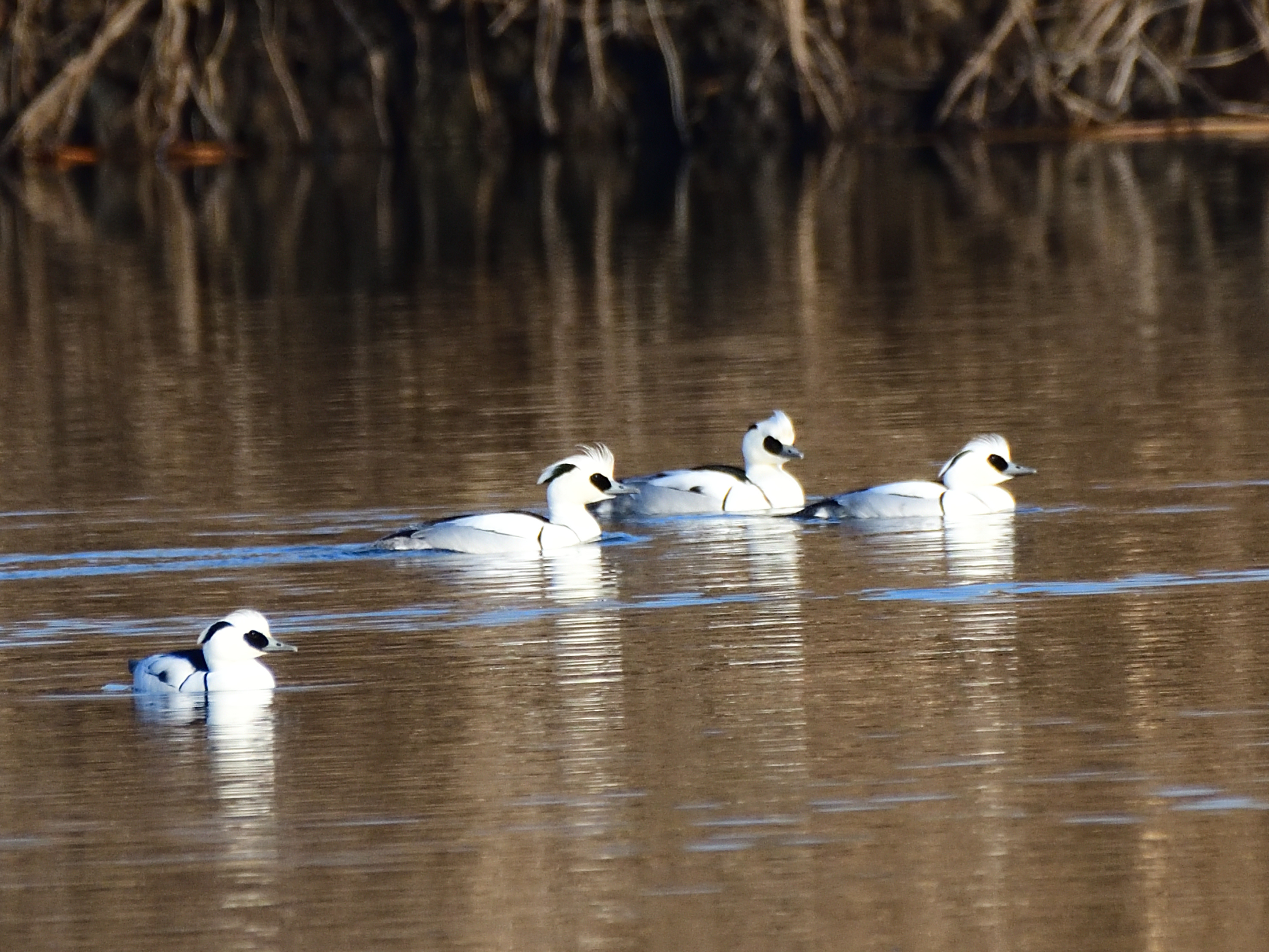 f:id:Hatabou:20220127150559j:plain