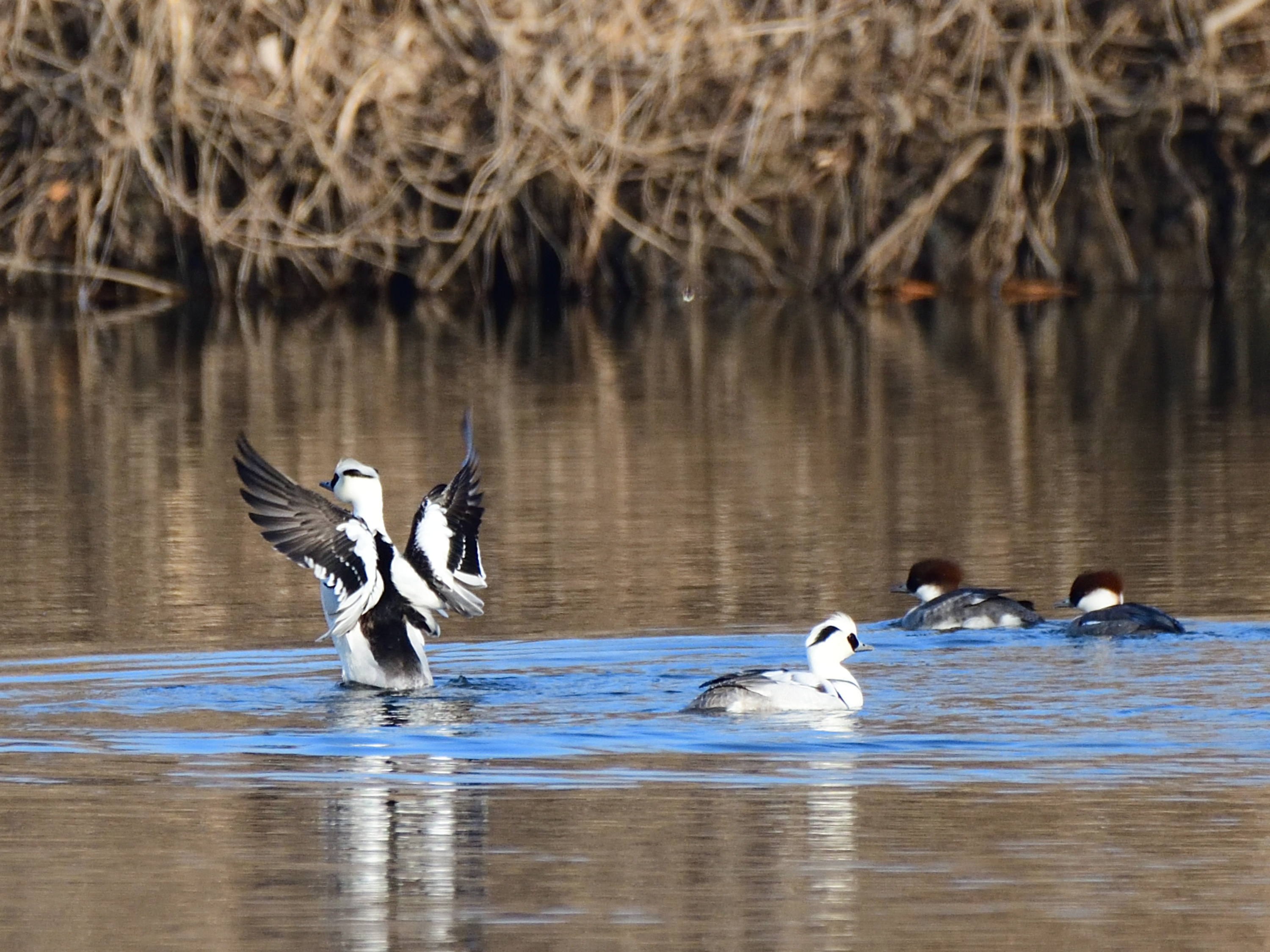 f:id:Hatabou:20220127150644j:plain